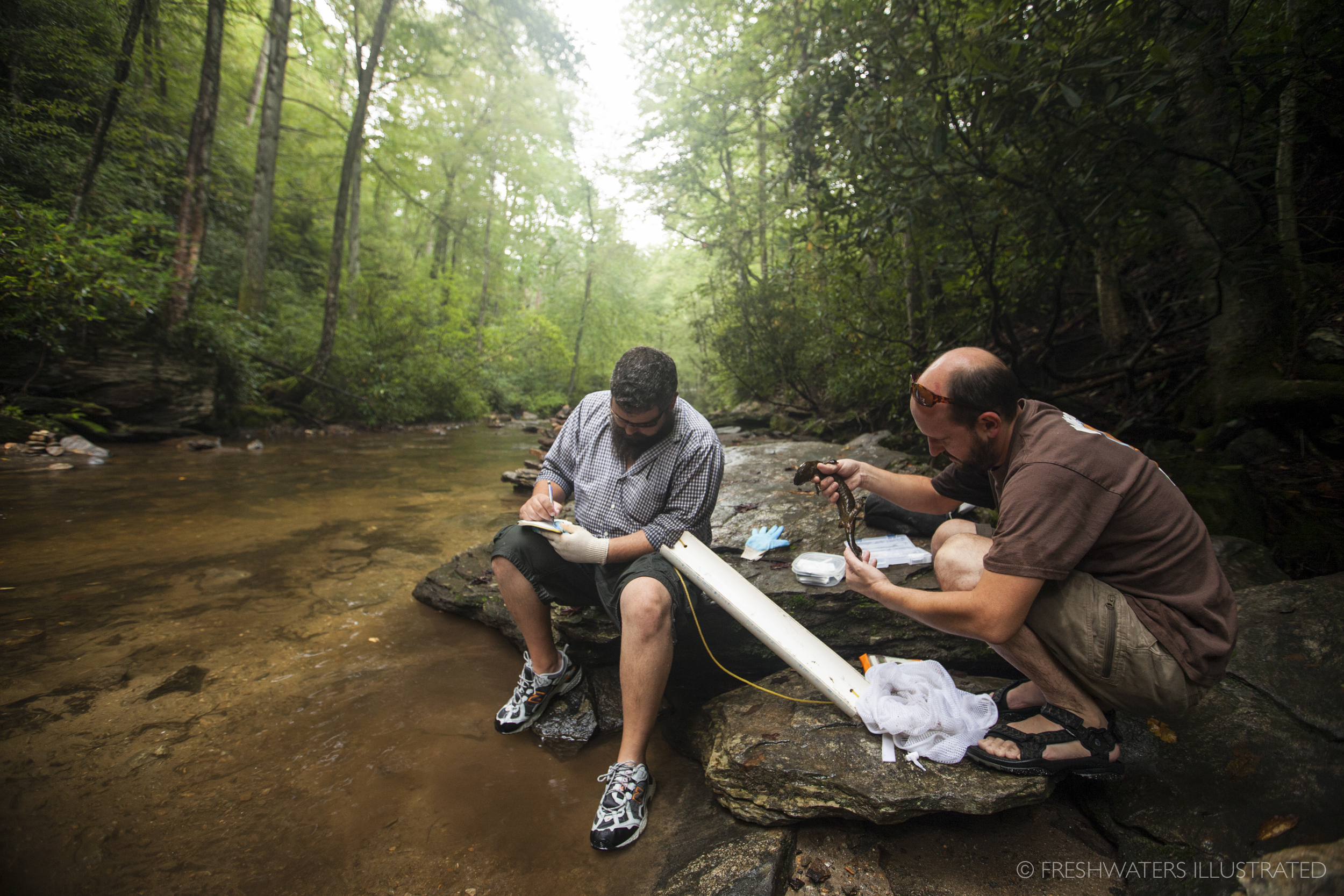  Biologists Jeff Humphries and Mike Sisson record and measure information on an Eastern Hellbender (Cryptobranchus alleganiensis) in a Southern Appalachian stream. North Carolina  www.FreshwatersIllustrated.org  