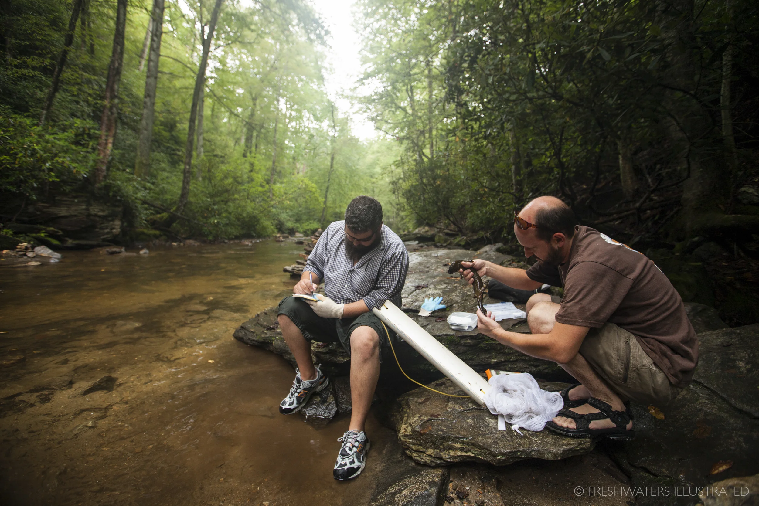 Biologists Jeff Humphries and Mike Sisson record and measure information on an Eastern Hellbender (Cryptobranchus alleganiensis) in a Southern Appalachian stream. North Carolina www.FreshwatersIllustrated.org