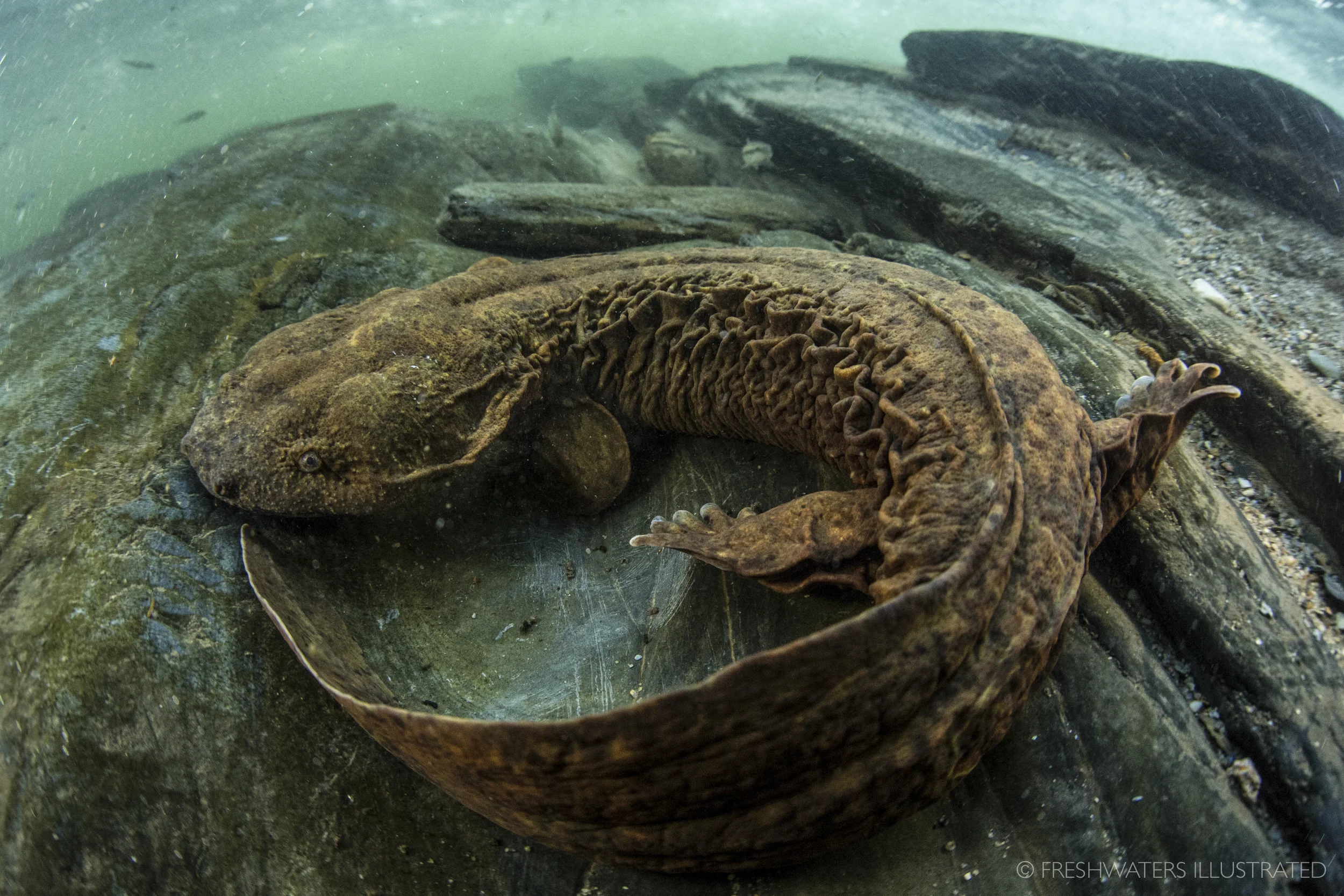 Eastern Hellbender (Cryptobranchus alleganiensis) Tennessee www.FreshwatersIllustrated.org