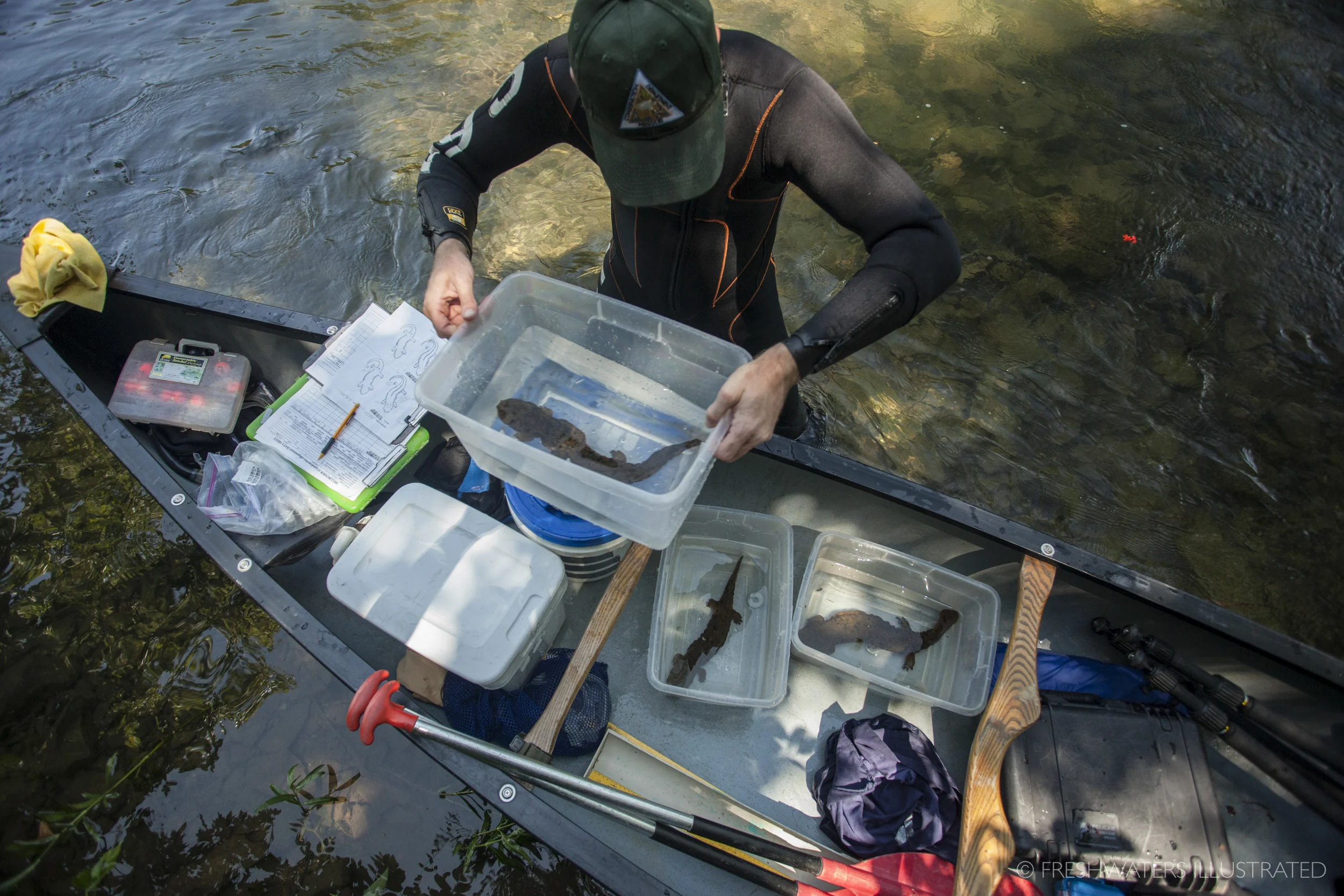 Jeff Briggler, Herpetologist with the Missouri Department of Conservation takes measurements on the health of three Federally Endangered Ozark hellbenders (Cryptobranchus alleganiesis bishopi). Due to poor water qualtiy, disease, and a number of other anthropogenic factors the Ozark hellbender has experienced large population declines. Ozarks, Missouri www.FreshwatersIllustrated.org