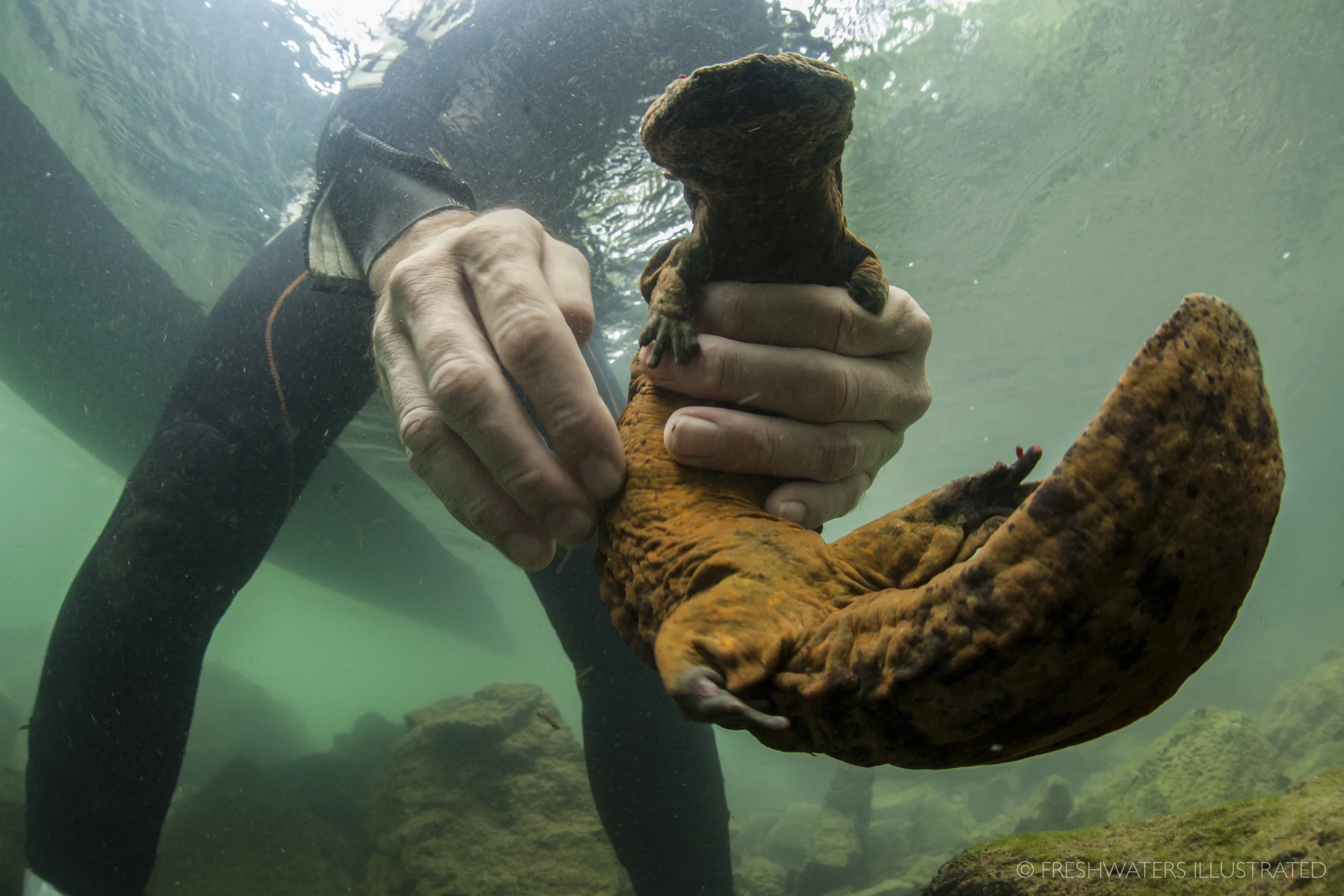Jeff Briggler, Herpetologist with the Missouri Department of Conservation releases an Ozark hellbender (Cryptobranchus alleganiesis bishopi) after measuring and testing it for disease. This large individual was missing one of its front hands. Due to poor water qualtiy, and disease missing hands and limbs have become a more frequent occurence for this Federally Endangered species. Ozarks, Missouri www.FreshwatersIllustrated.org