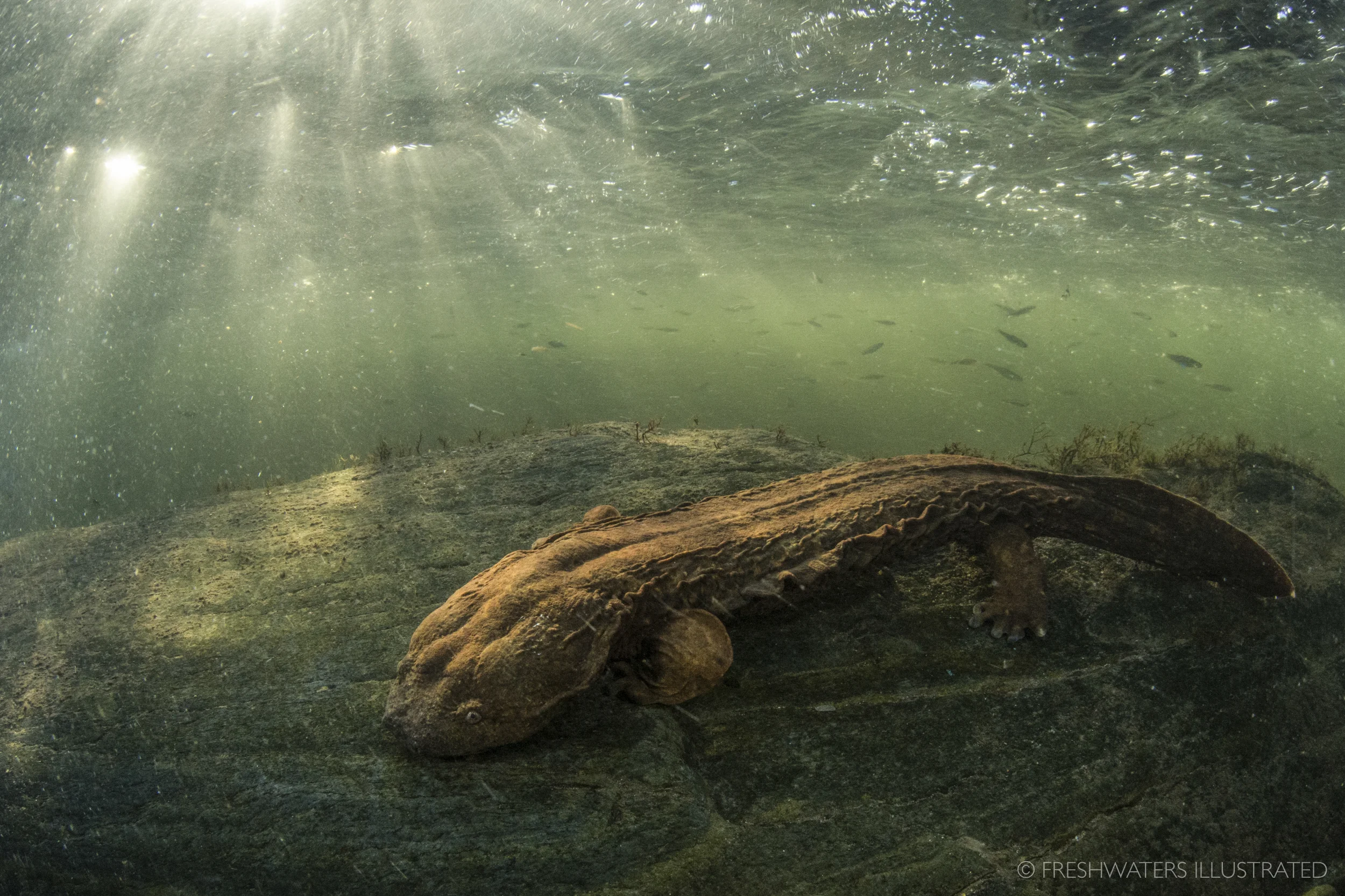 Eastern Hellbender (Cryptobranchus alleganiensis) Tennessee www.FreshwatersIllustrated.org