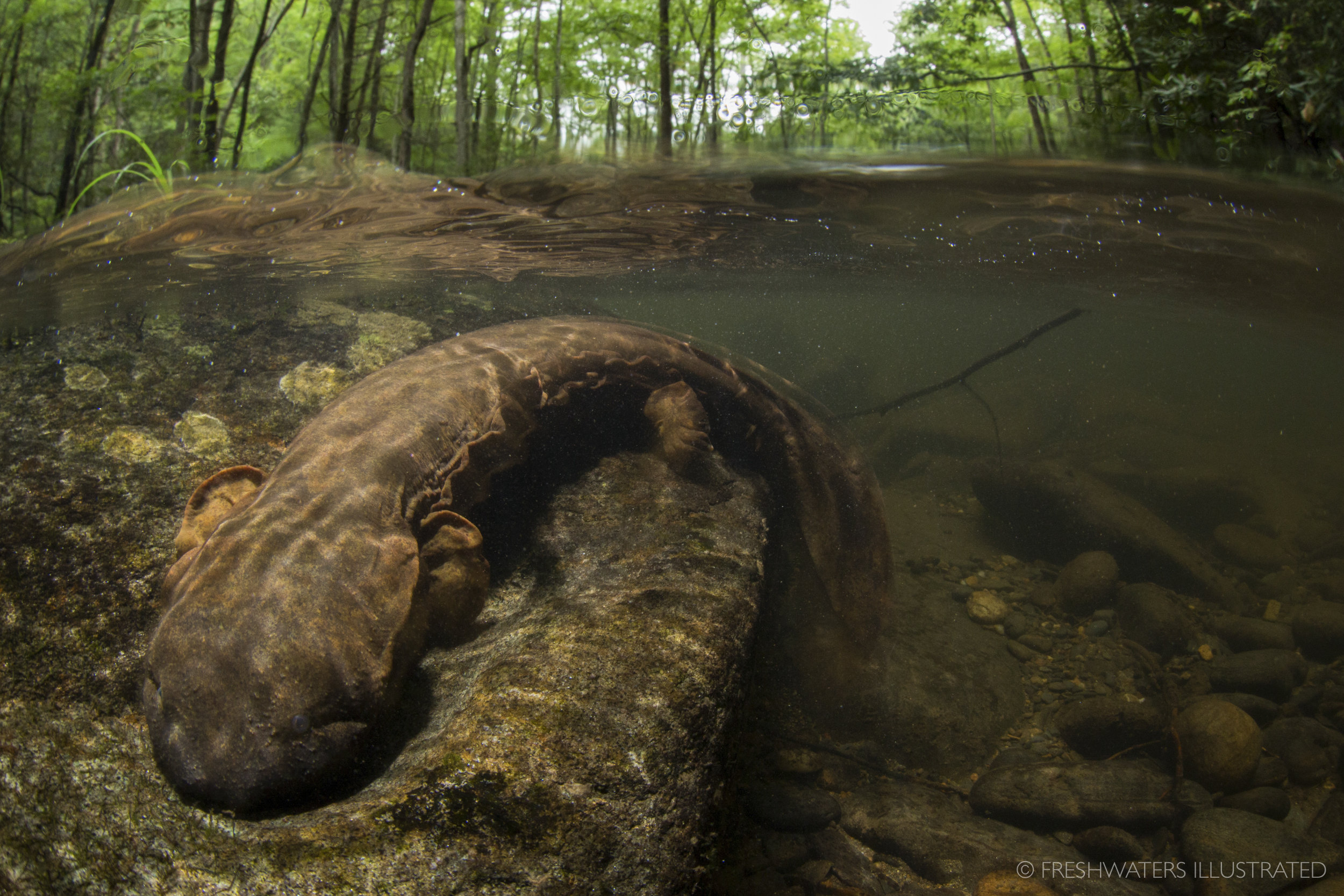  Eastern Hellbender (Cryptobranchus alleganiensis) in its habitat. North Carolina  www.freshwatersillustrated.org  