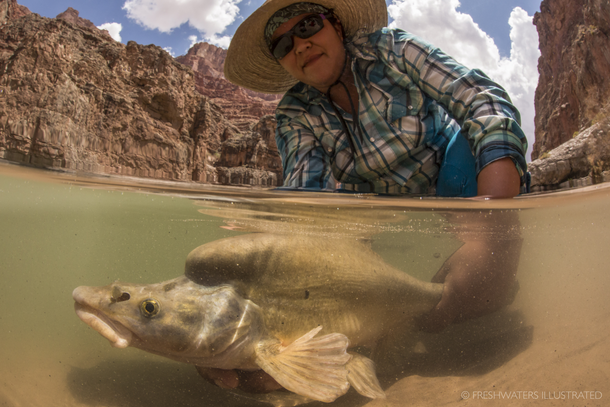  Grand Canyon Youth river guide Steph Jackson returns a beautiful humpback chub back into the mighty Colorado, after biological measurements are collected and recorded. Data gathered on Grand Canyon Youth trips are now helping researchers understand 
