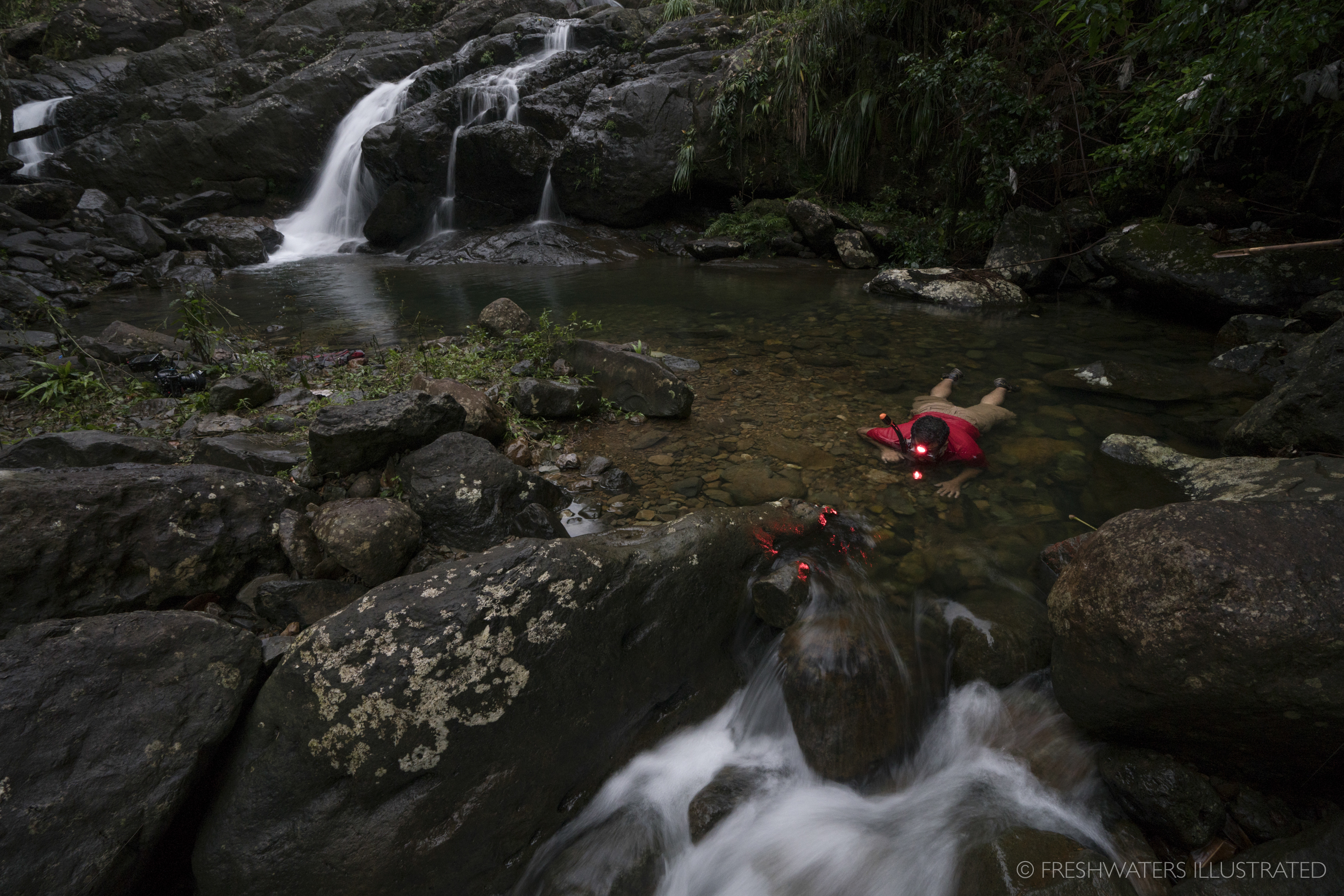  Dr. Omar Perez-Reyes snorkels the cascading waters of the Quebrada Sonadora in search of his study subjects, freshwater shrimp. Surveying river communities throughout Puerto Rico, Dr. Perez-Reyes's work has helped in revealing the importance of fres