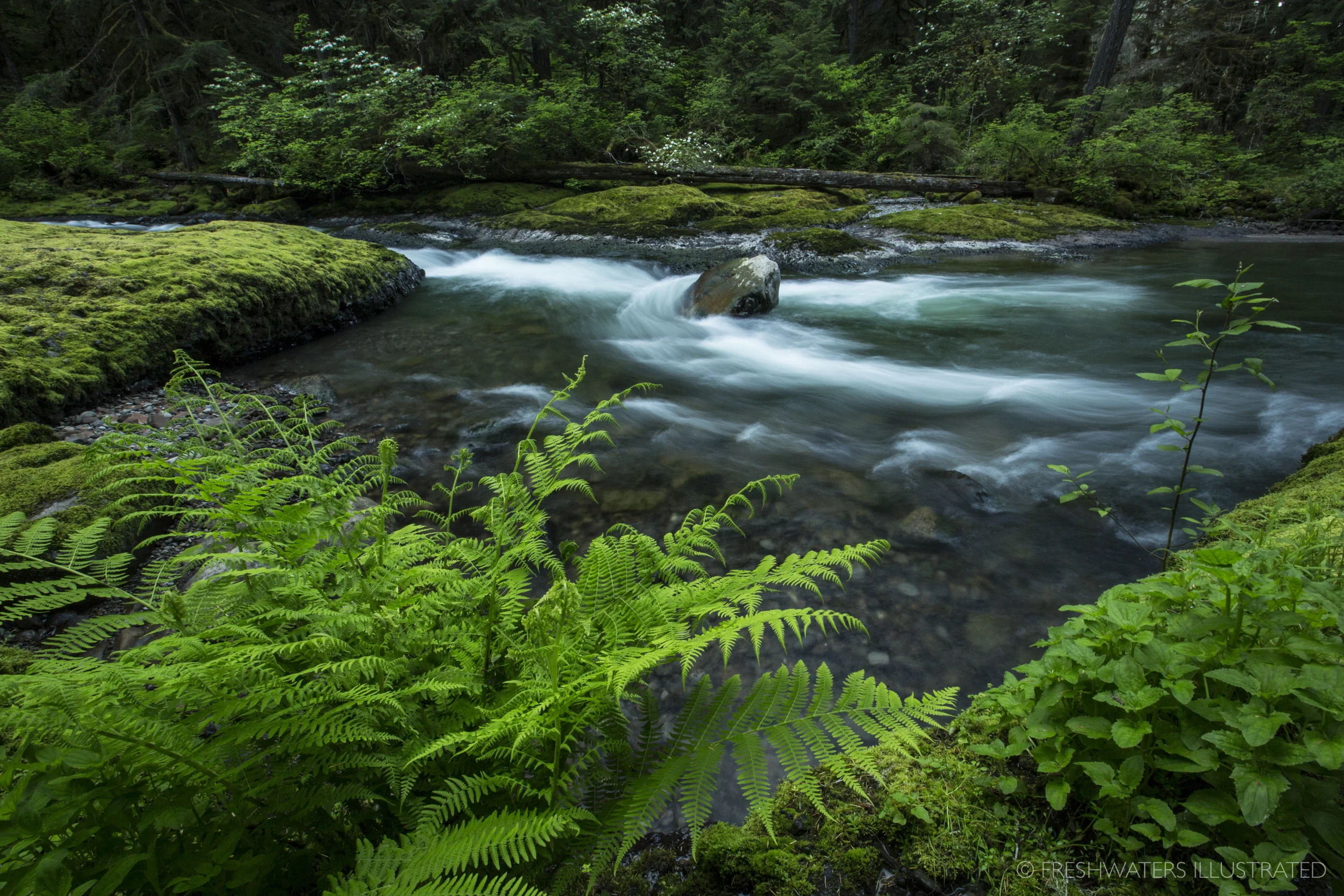 Clackamas, Oregon www.FreshwatersIllustrated.org
