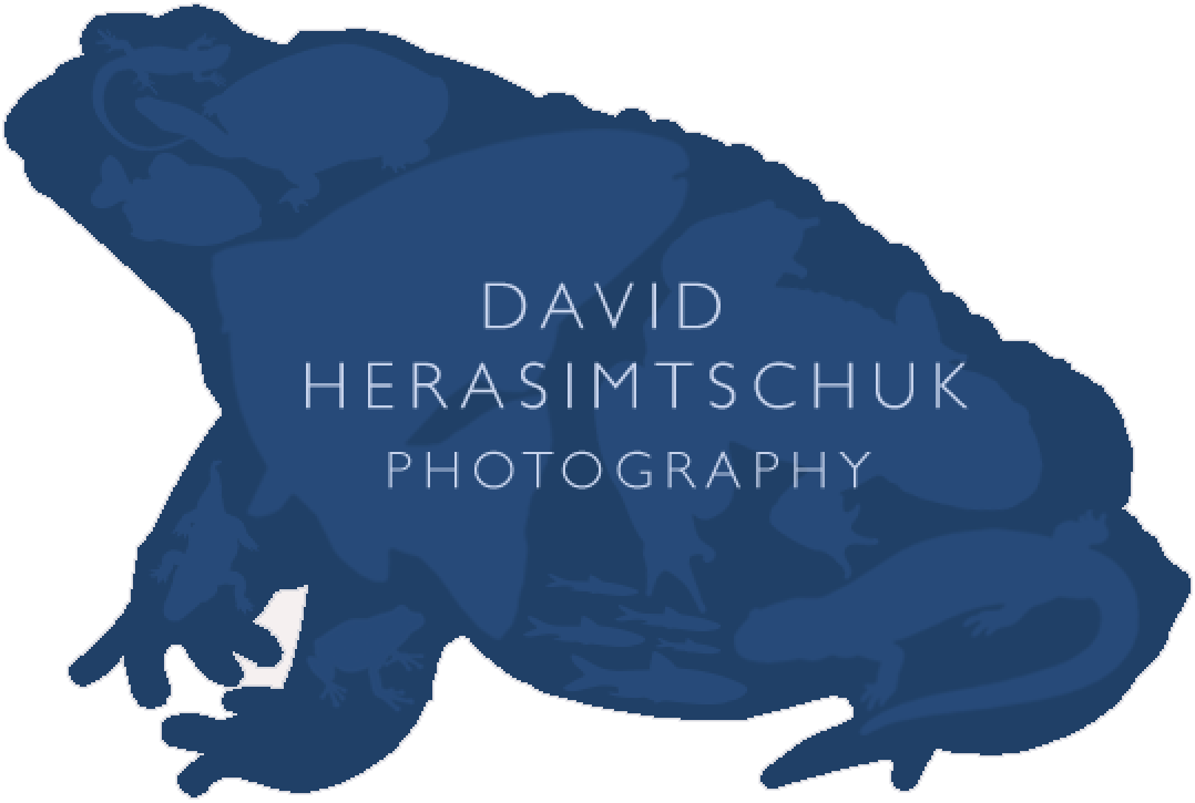Ecosystems — David Herasimtschuk