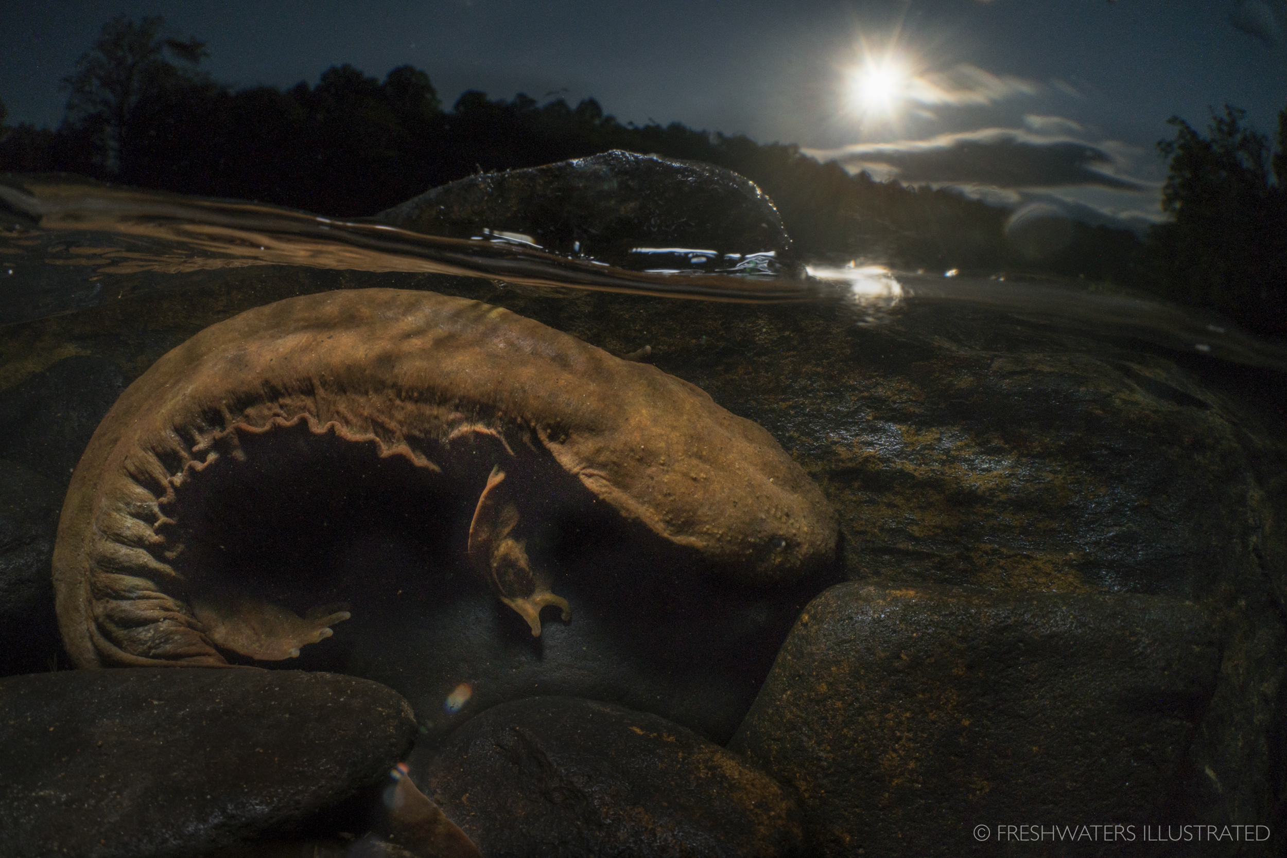 Under the light of a full moon, an Eastern Hellbender lurks among the cobble and bedrock of a Southern Appalachian river. Tennessee  www.freshwatersillustrated.org  
