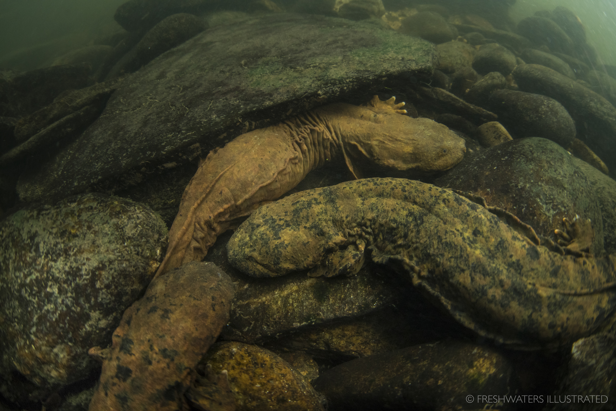  Painted in the patterns of their stream bed homes, two male hellbenders size each other up as they attempt to court an egg-filled female. For millions of years these ancient animals have inhabited the cobble and bedrock of Eastern North America’s ol