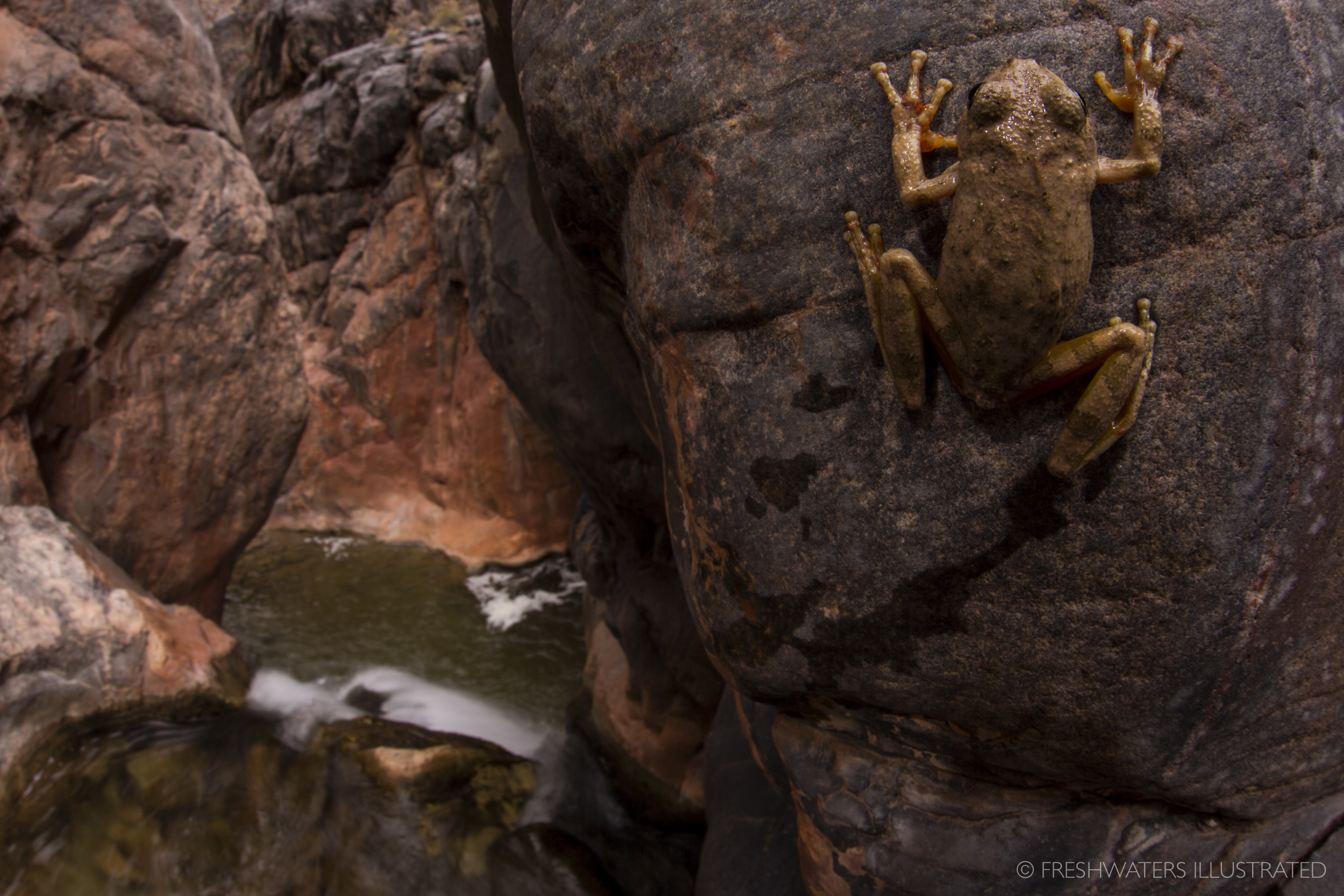  Canyon tree frog (Hyla arenicolor) Grand Canyon, Arizona  www.FreshwatersIllustrated.org   http://www.gcmrc.gov  