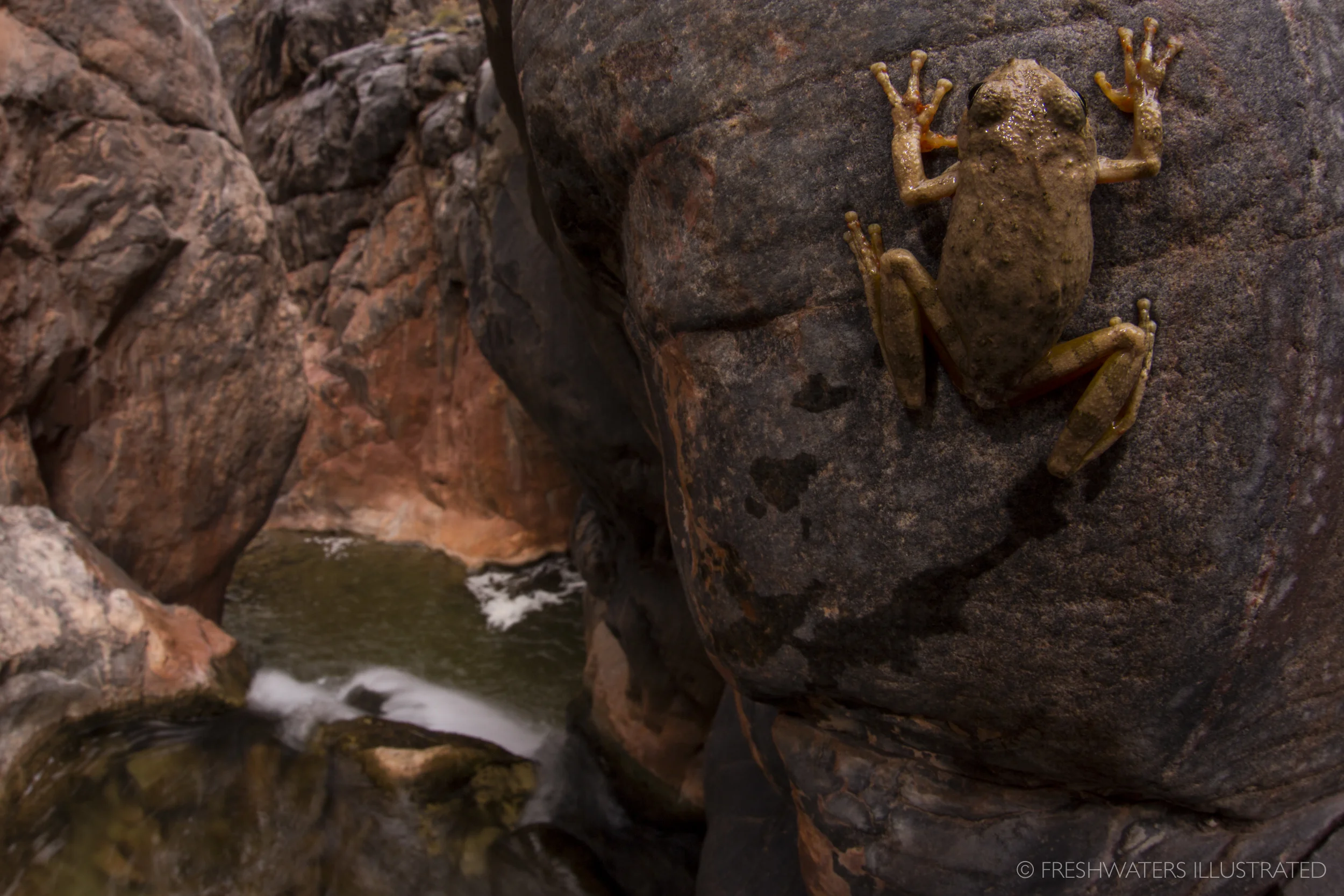 Canyon tree frog (Hyla arenicolor) Grand Canyon, Arizona www.FreshwatersIllustrated.org http://www.gcmrc.gov
