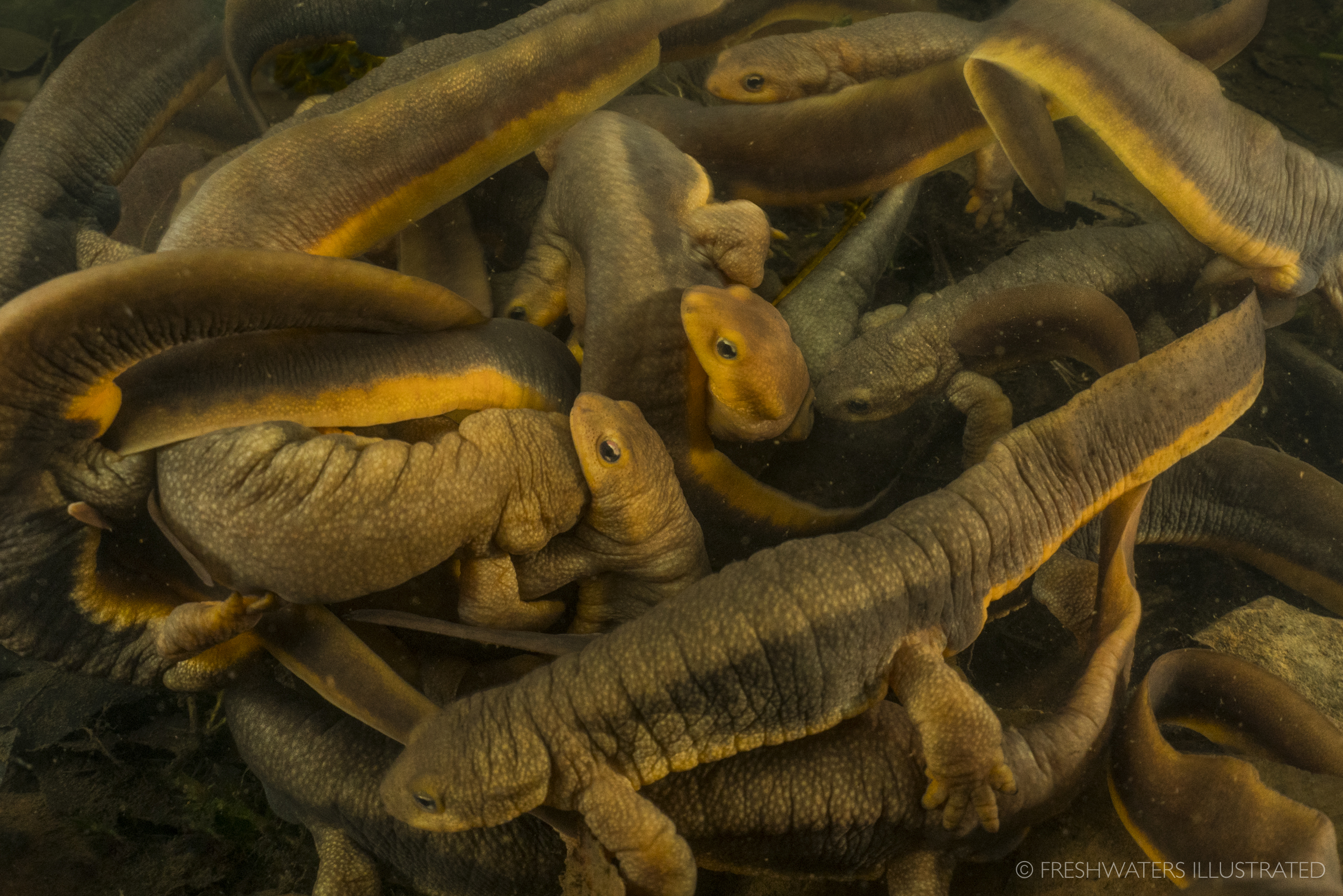  Rough skinned newts (Taricha granulosa) gather in a Coast Range pond to mate in early spring. Coast Range pond, Oregon  www.FreshwatersIllustrated.org  