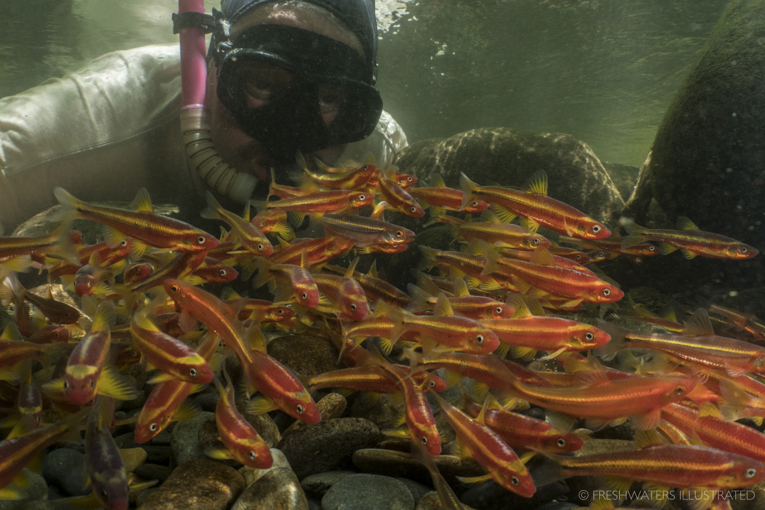  Snorkeling along a river chub nest in the Great Smoky Mountains National Park Great Smoky Mountains National Park, Tennessee  www.FreshwatersIllustrated.org  