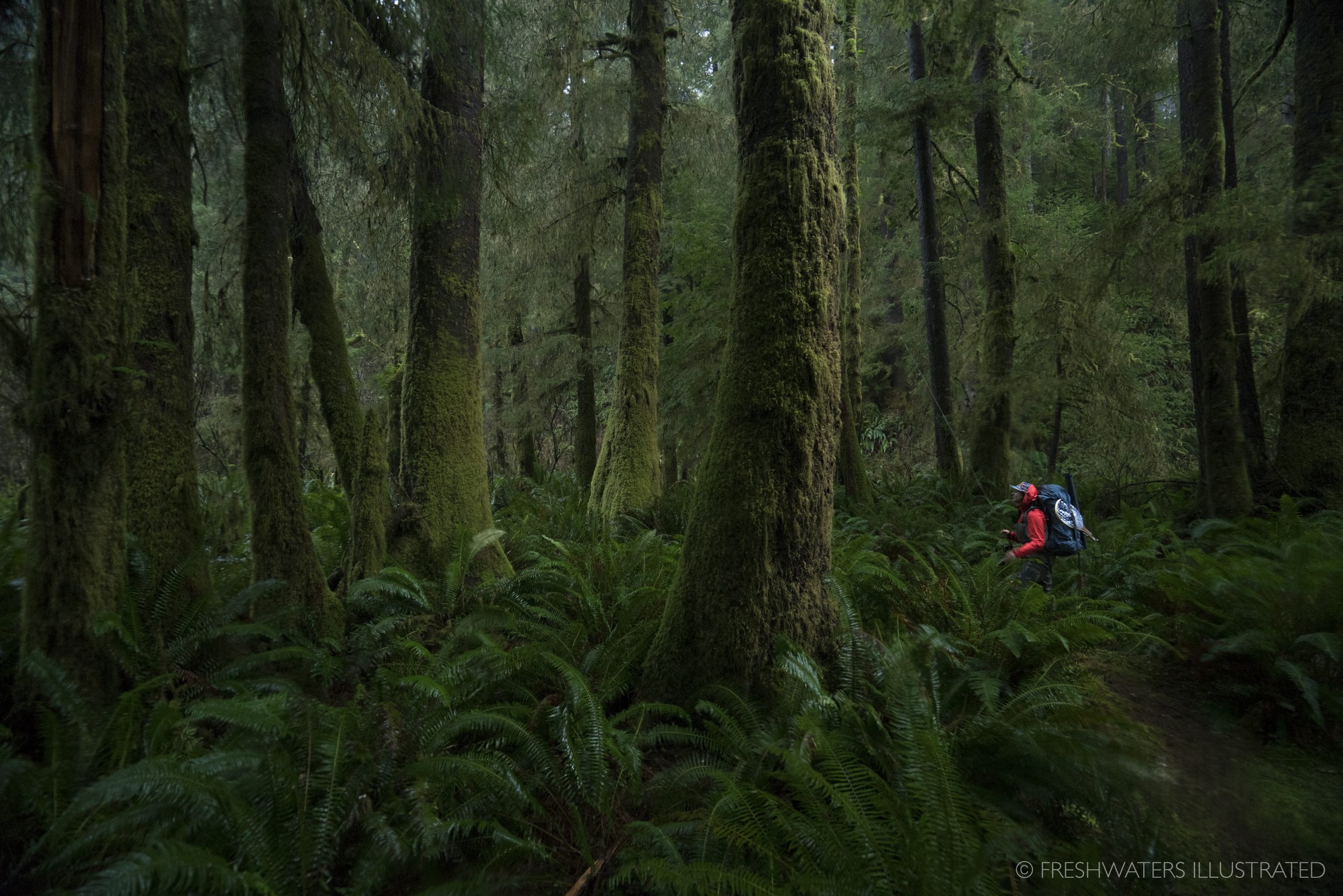  Backpacking in Oregon's old growth. Cummins Creek, Oregon 