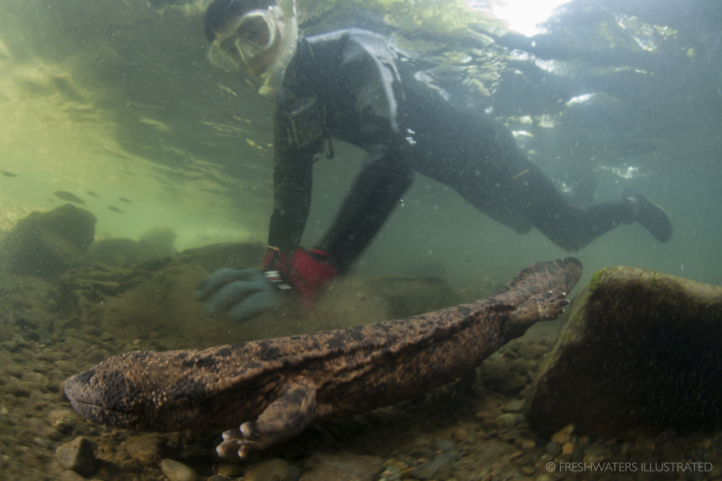  Snorkeling with a Japanese giant salamander. Japan  www.FreshwatersIllustrated.org  