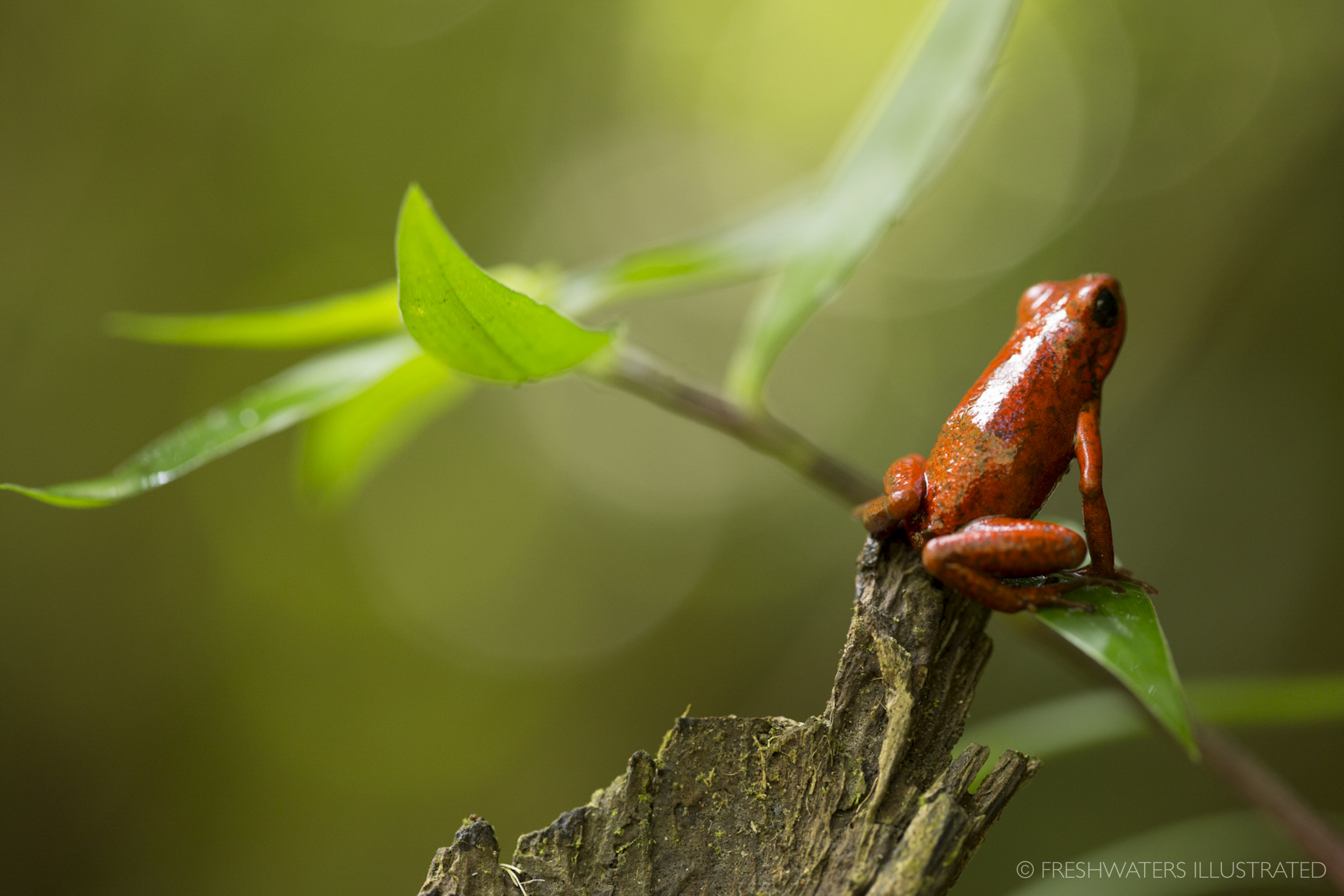  Strawberry poison-dart frog (Oophaga pumilio) Rio Carbon, Costa Rica 