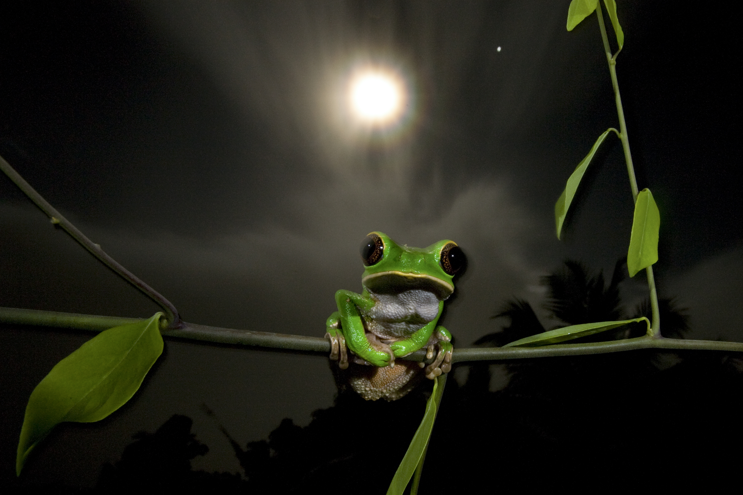  Monkey tree frog (Phylomedusa trinitatis) Northern Range, Trinidad 