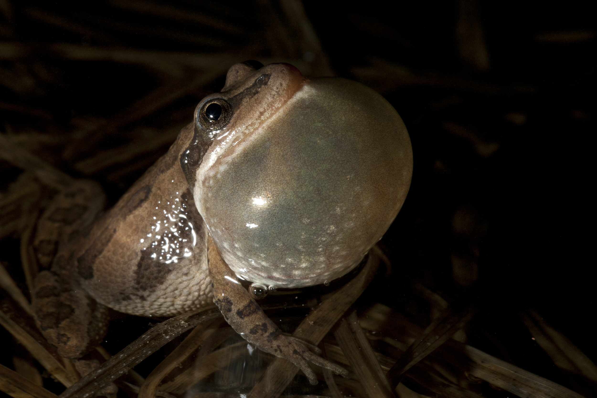  Western chorus frog (pseudacris triseriata) calling Cameron Pass, Colorado 