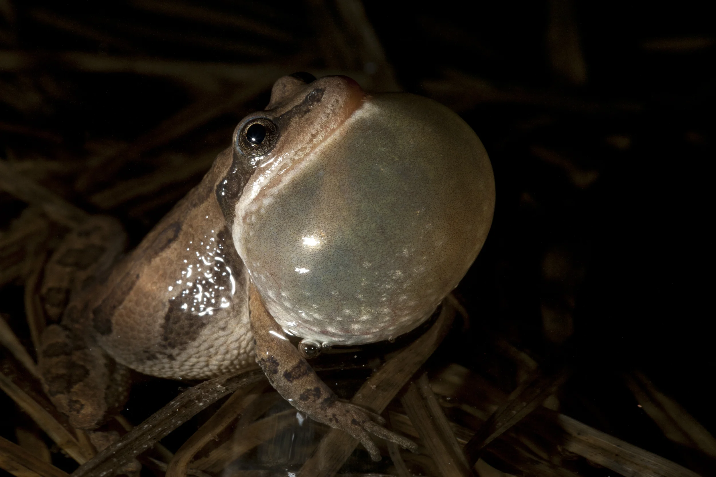 Western chorus frog (pseudacris triseriata) calling Cameron Pass, Colorado