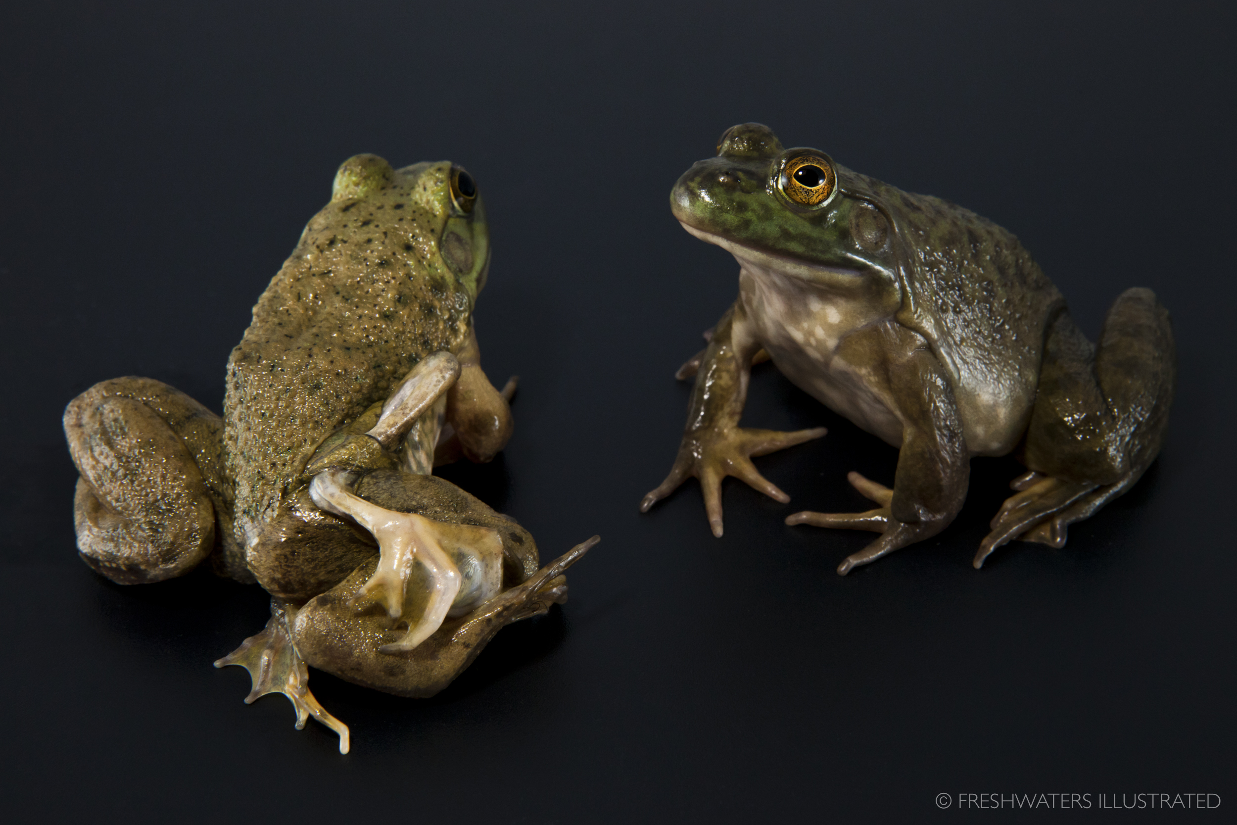  A bullfrog with limb deformities next to a healthy bullfrog.  www.FreshwatersIllustrated.org  