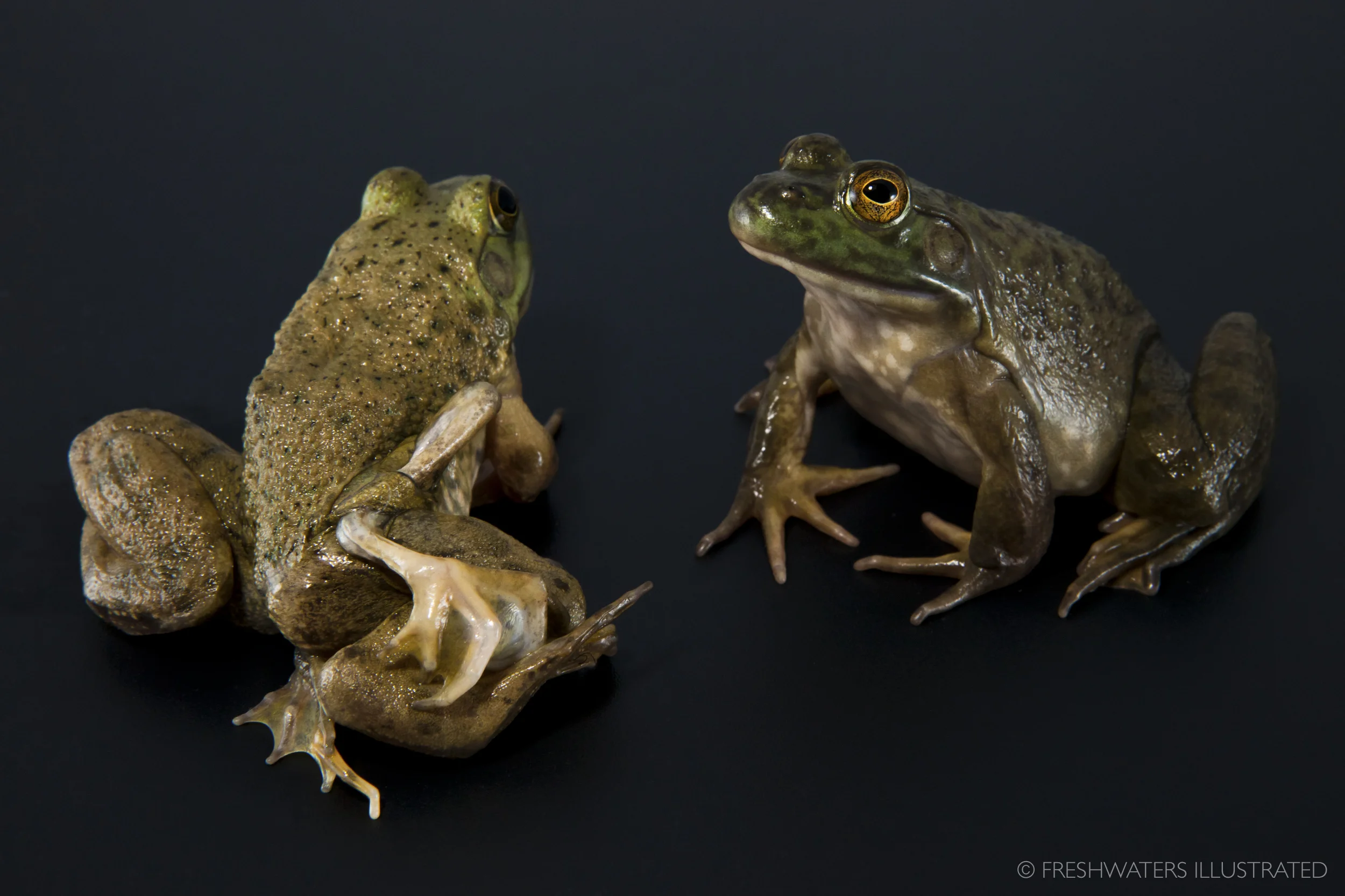 A bullfrog with limb deformities next to a healthy bullfrog. www.FreshwatersIllustrated.org