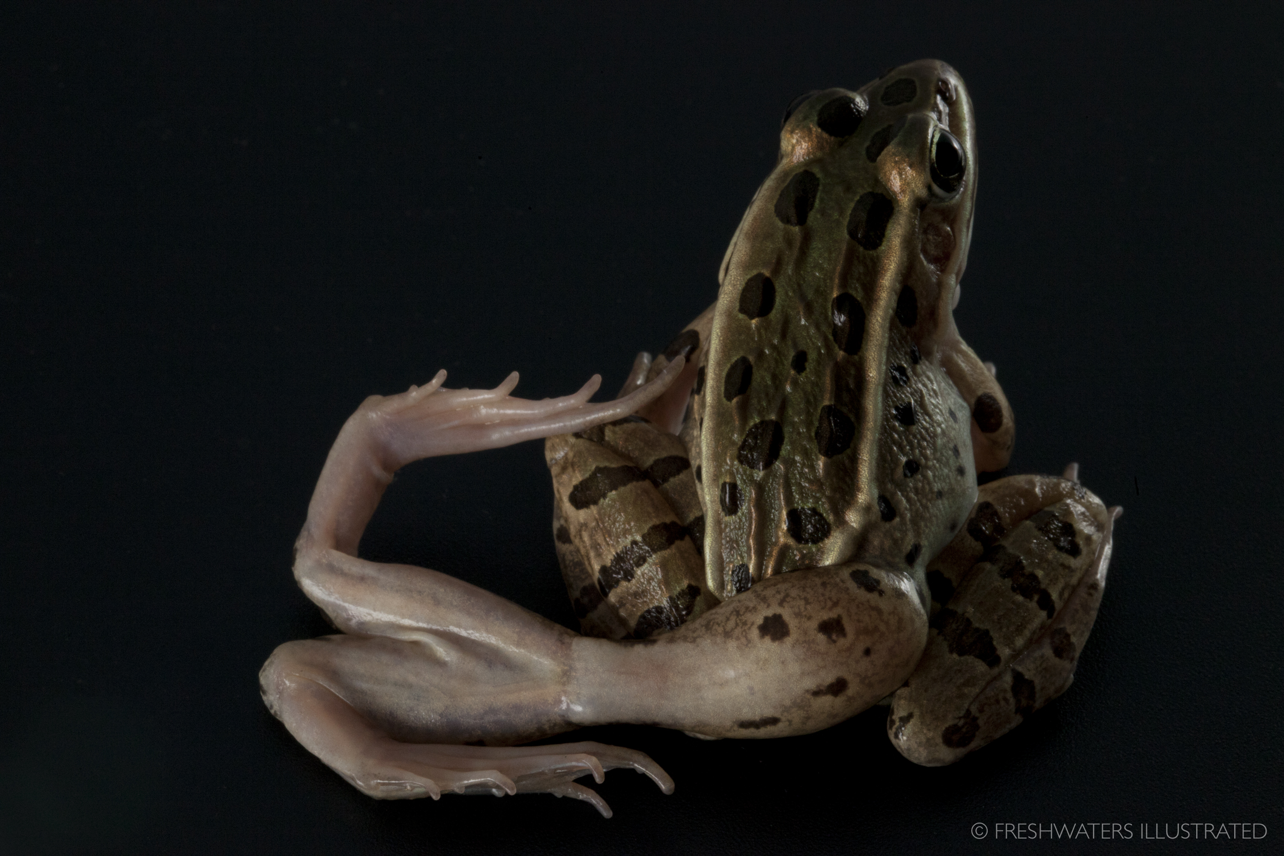  A Northern leopard frog with limb deformities caused by a parasitic flatworm. Current work by Dr. Pieter Johnson from the University of Colorado Boulder is trying to understand the factors that drive these malformations.  www.FreshwatersIllustrated.