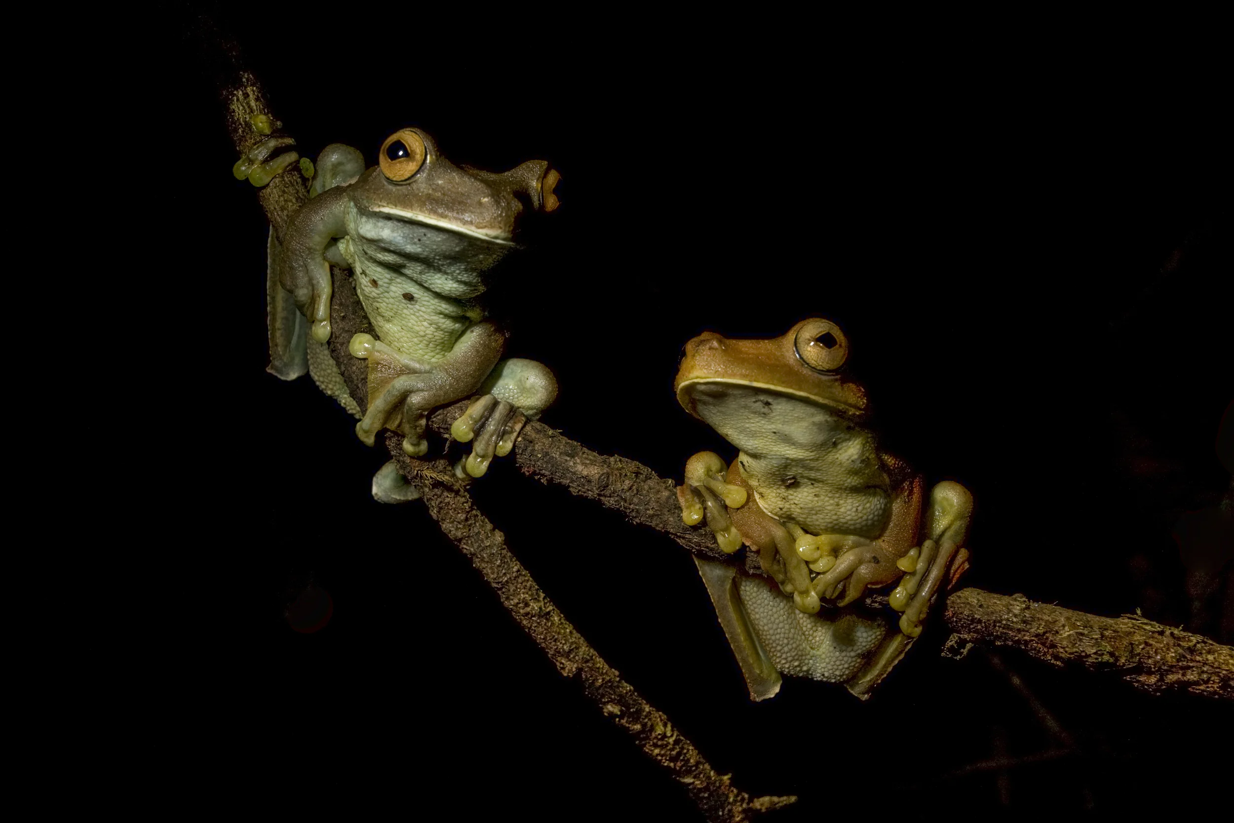 Gladiator tree frogs (Hypsiboas boans) Northern Range, Trinidad