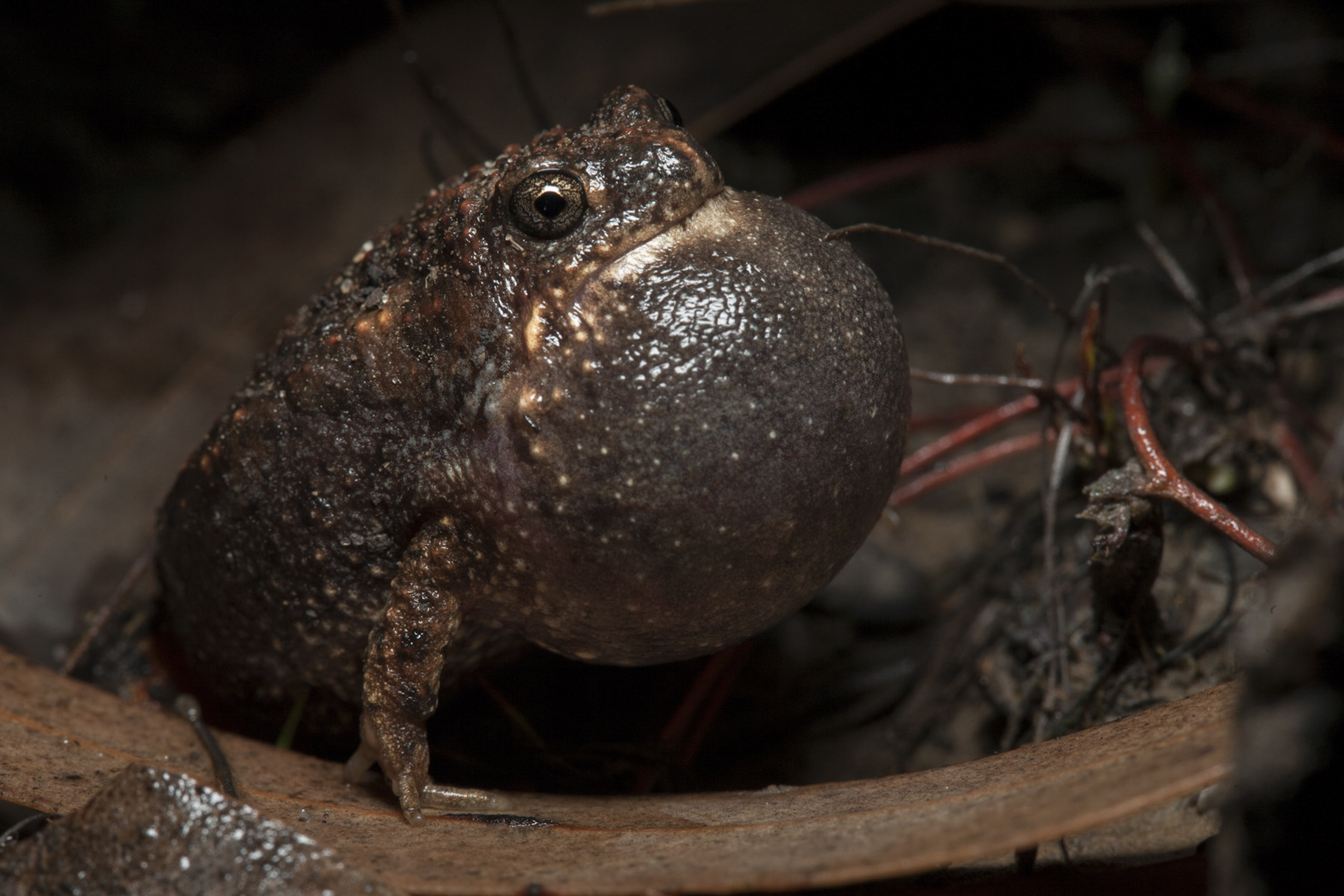  Calling male smooth toadlet (Uperoleia laevigata) Macquarie Marshes, Australia 