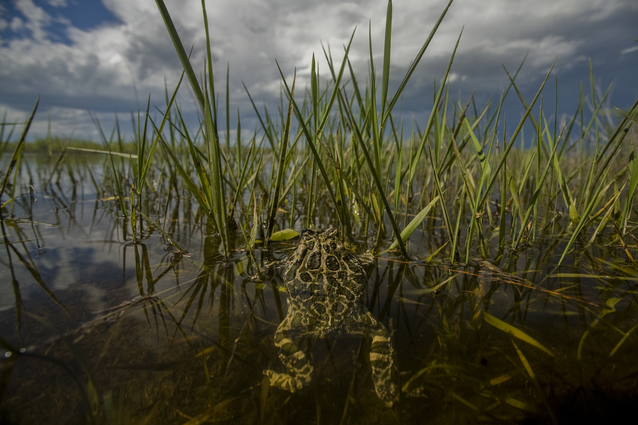  Great plains toad (Anaxyrus cognatus) Pawnee National Grasslands, Colorado 