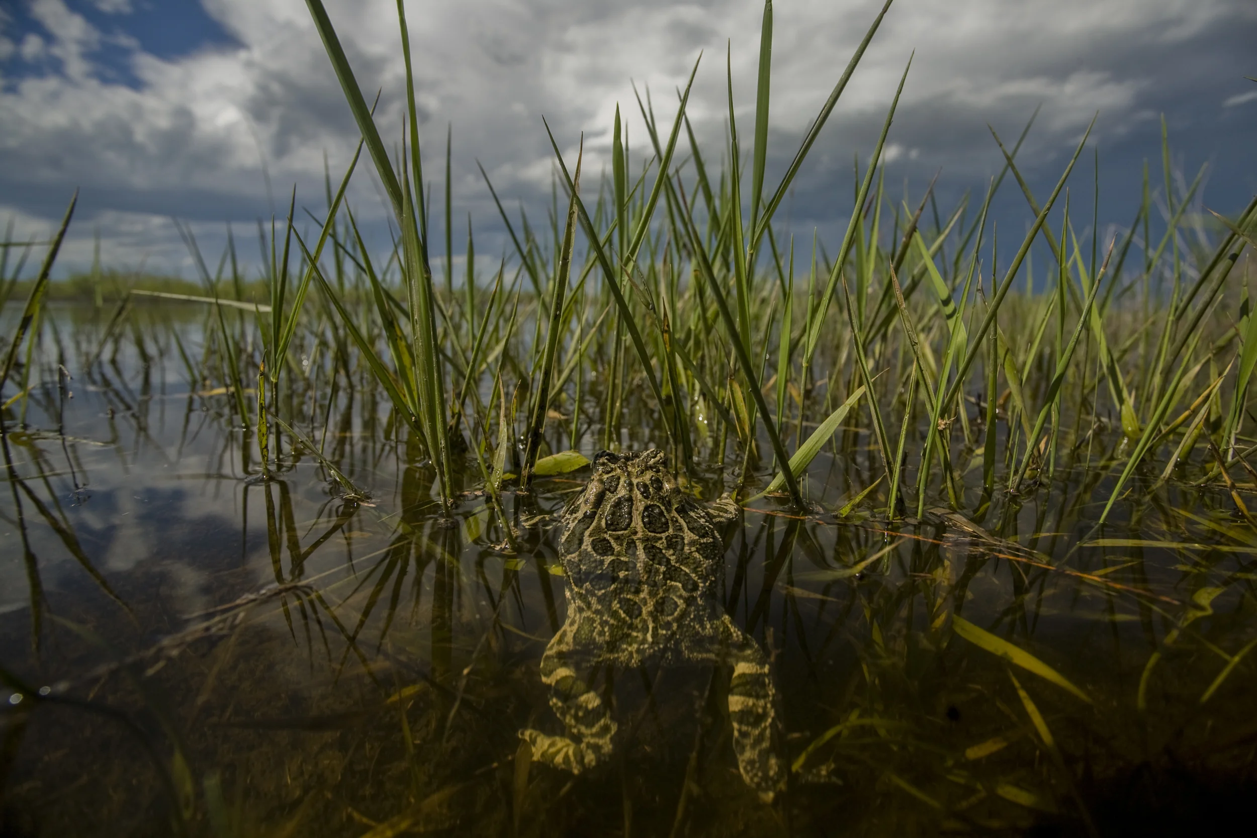 Great plains toad (Anaxyrus cognatus) Pawnee National Grasslands, Colorado