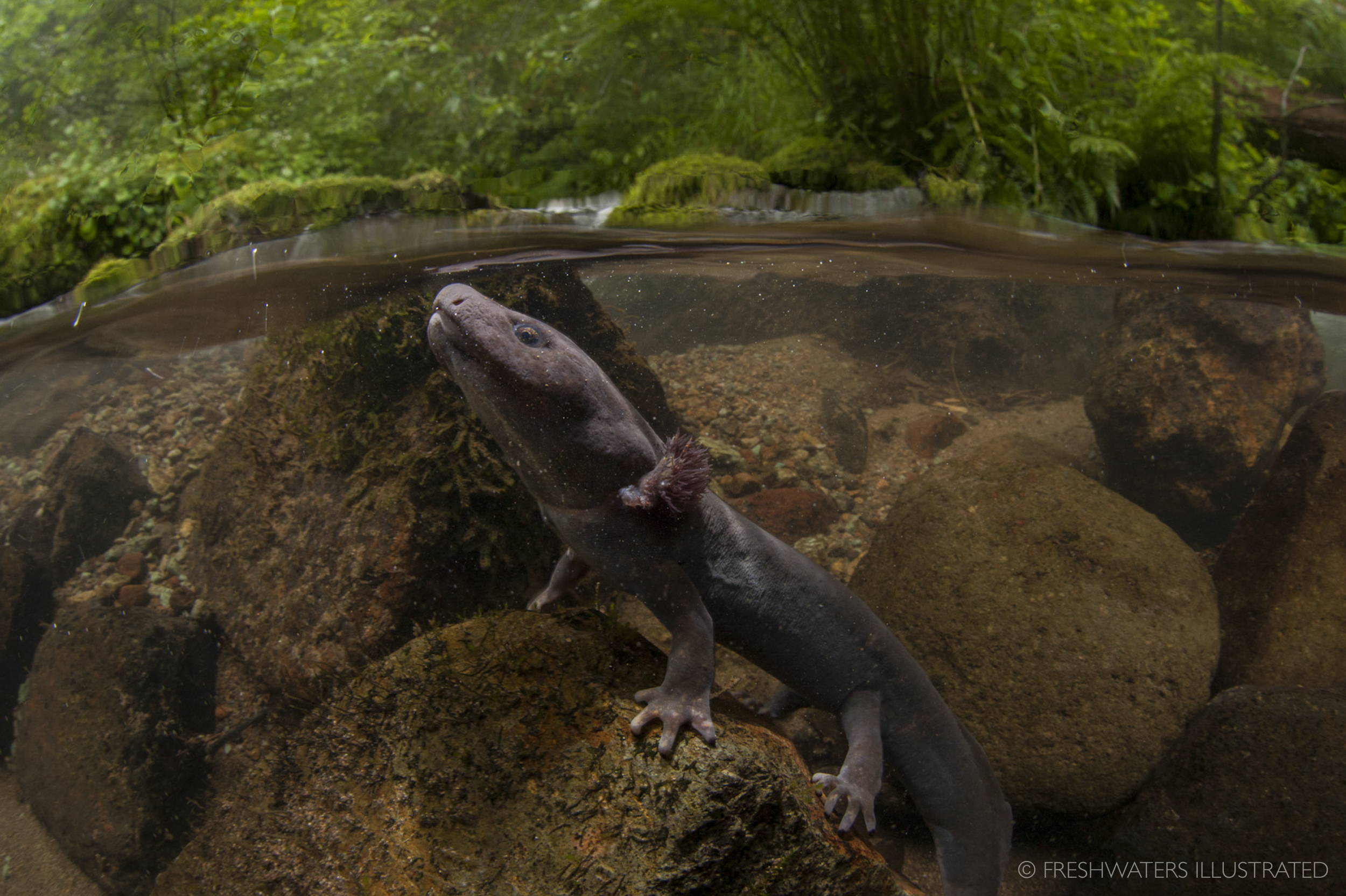  A Paedomorphic Pacific giant salamander (Dicamptodon tenebrosus) perches on a streambed stone in a Cascade stream in the Willamette National Forest. Moose creek, Oregon  www.FreshwatersIllustrated.org  