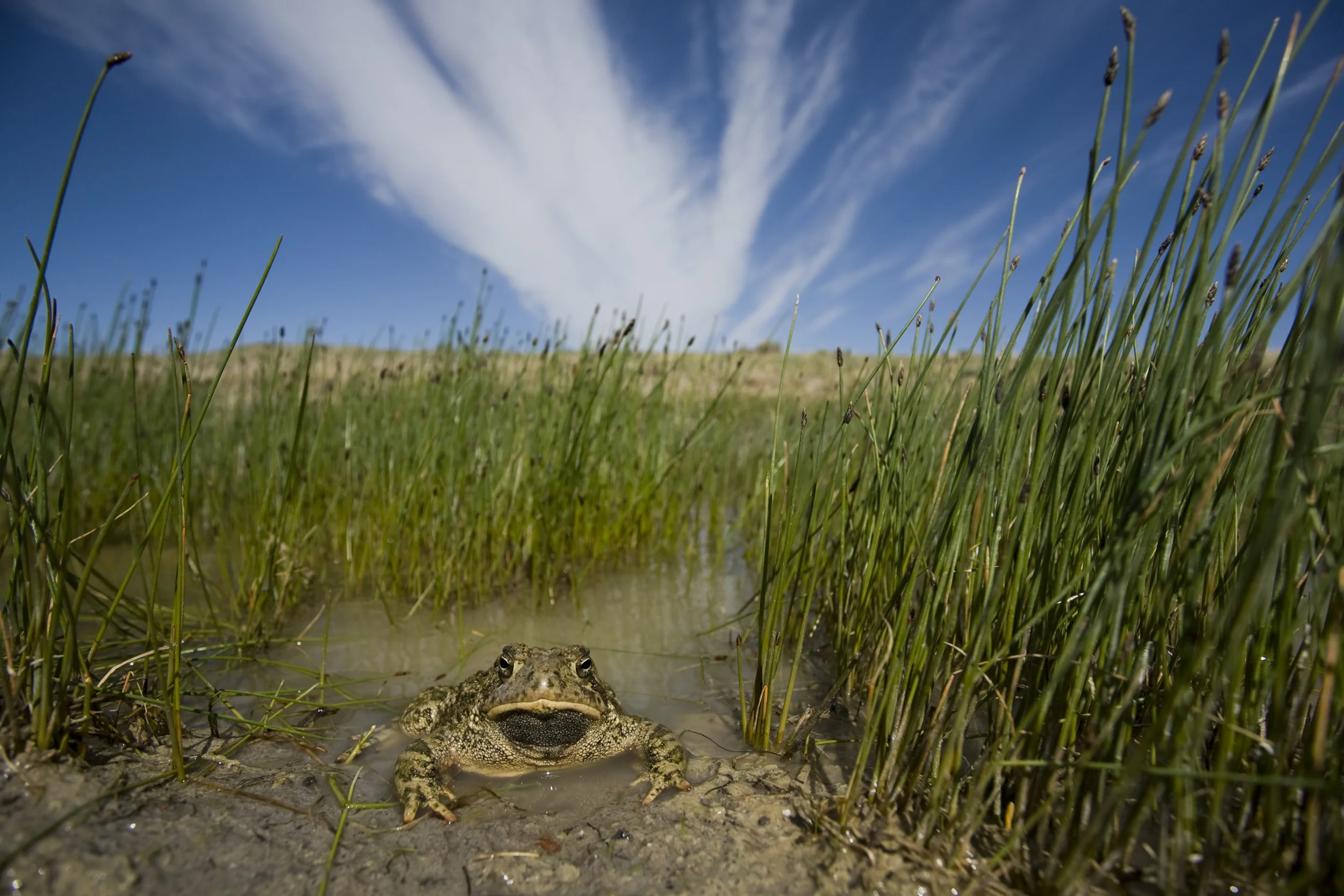 Woodhouse's toad (Anaxyrus woodhousii) Pawnee National Grasslands, Colorado