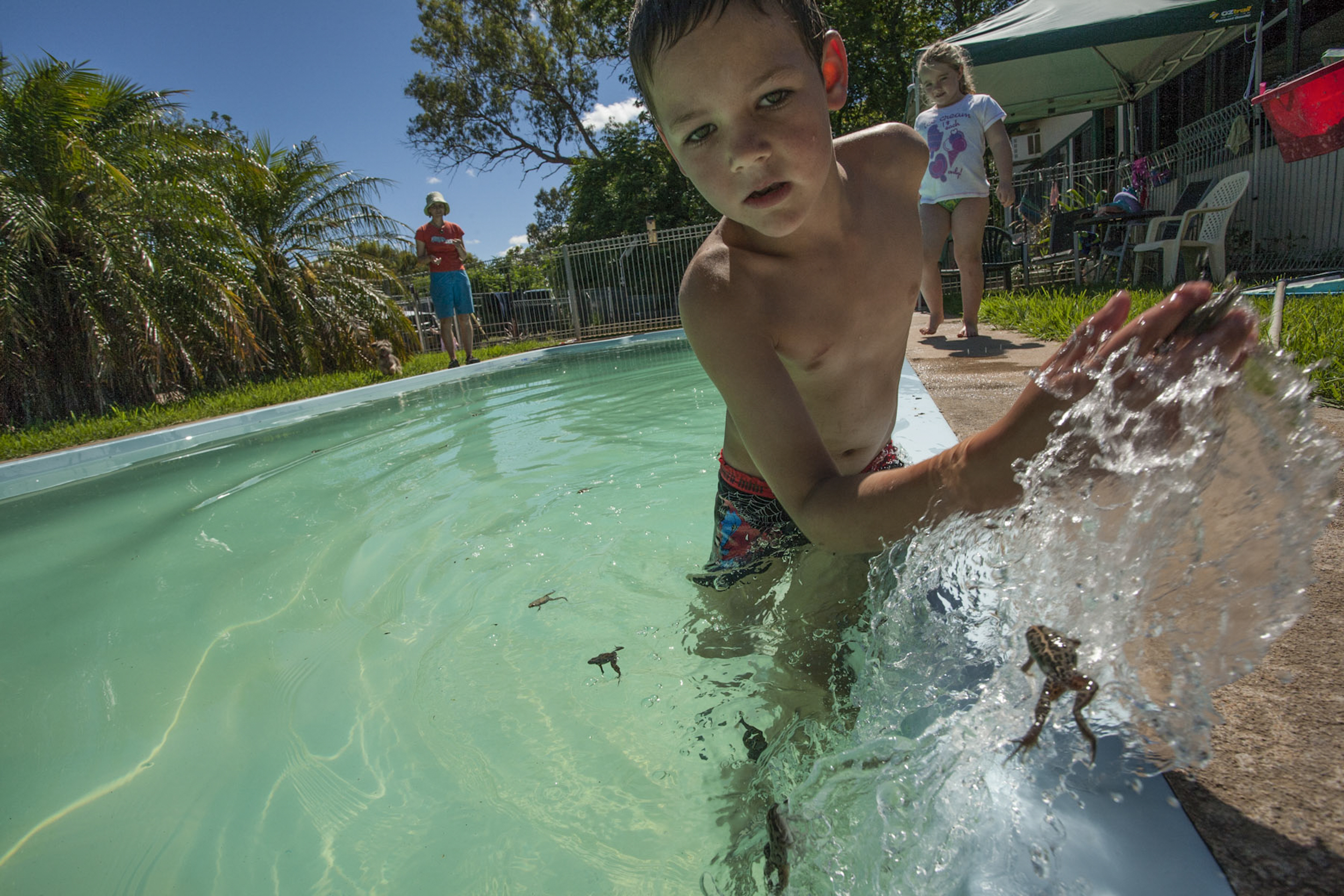  After heavy flooding in the marshes hundreds of frogs were washed into a local residents swimming pool. A group of kids worked hard to get the frogs out of the pool Macquarie Marshes, Australia 