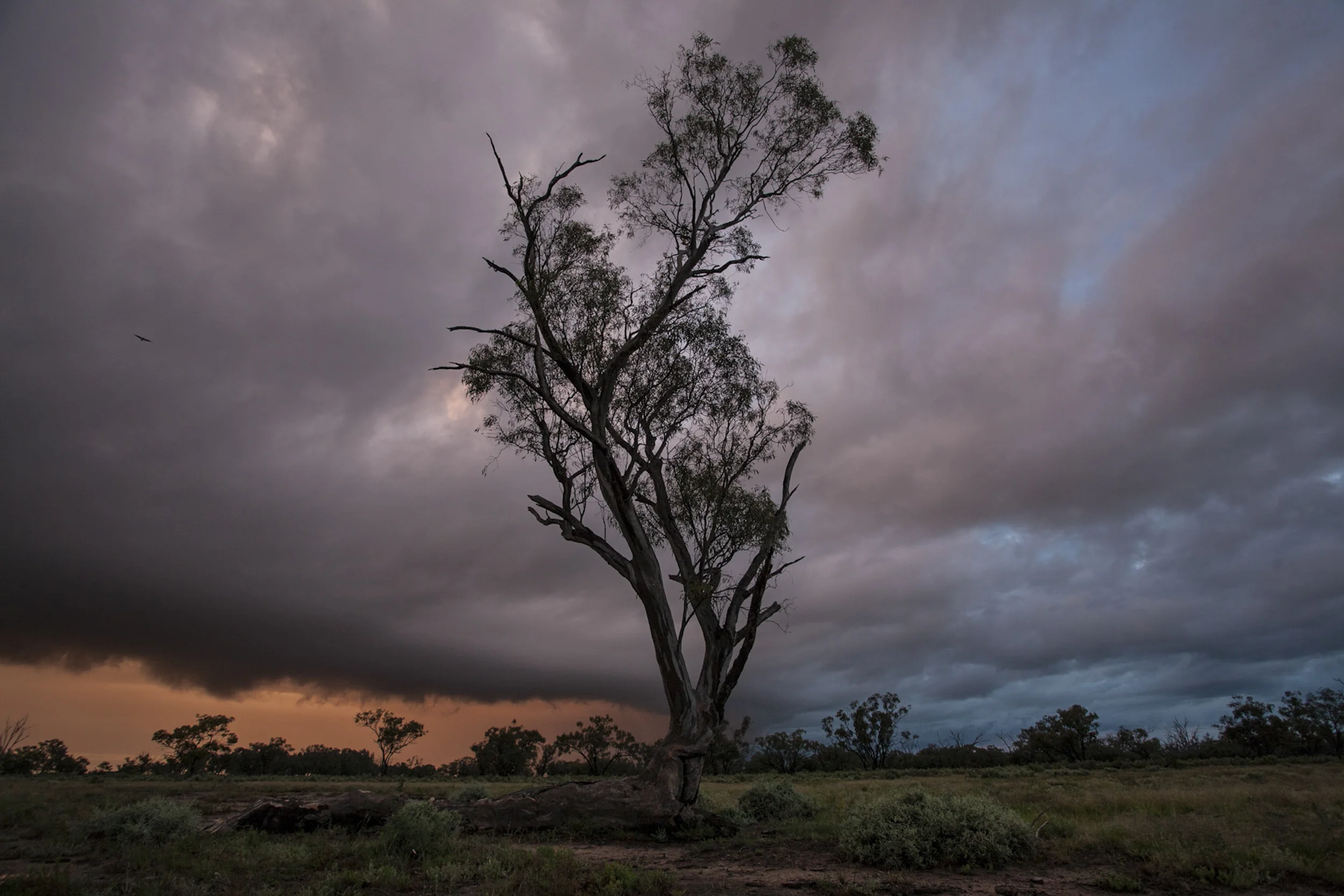 Macquarie Marshes, Australia