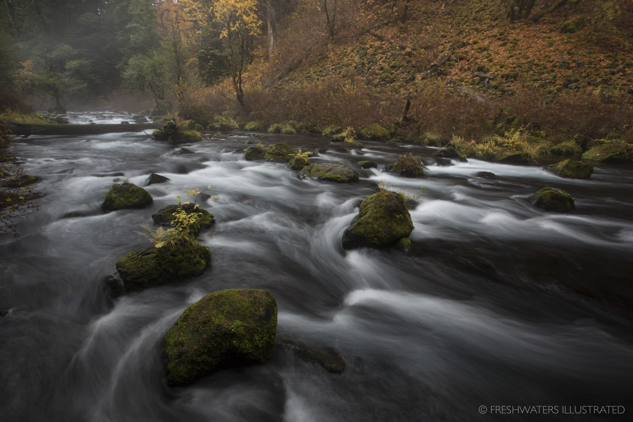Upper Mckenzie River in the Fall. The Mckenzie River is one of the Willamette's largest tributaries. Mckenzie River, Oregon www.FreshwatersIllustrated.org