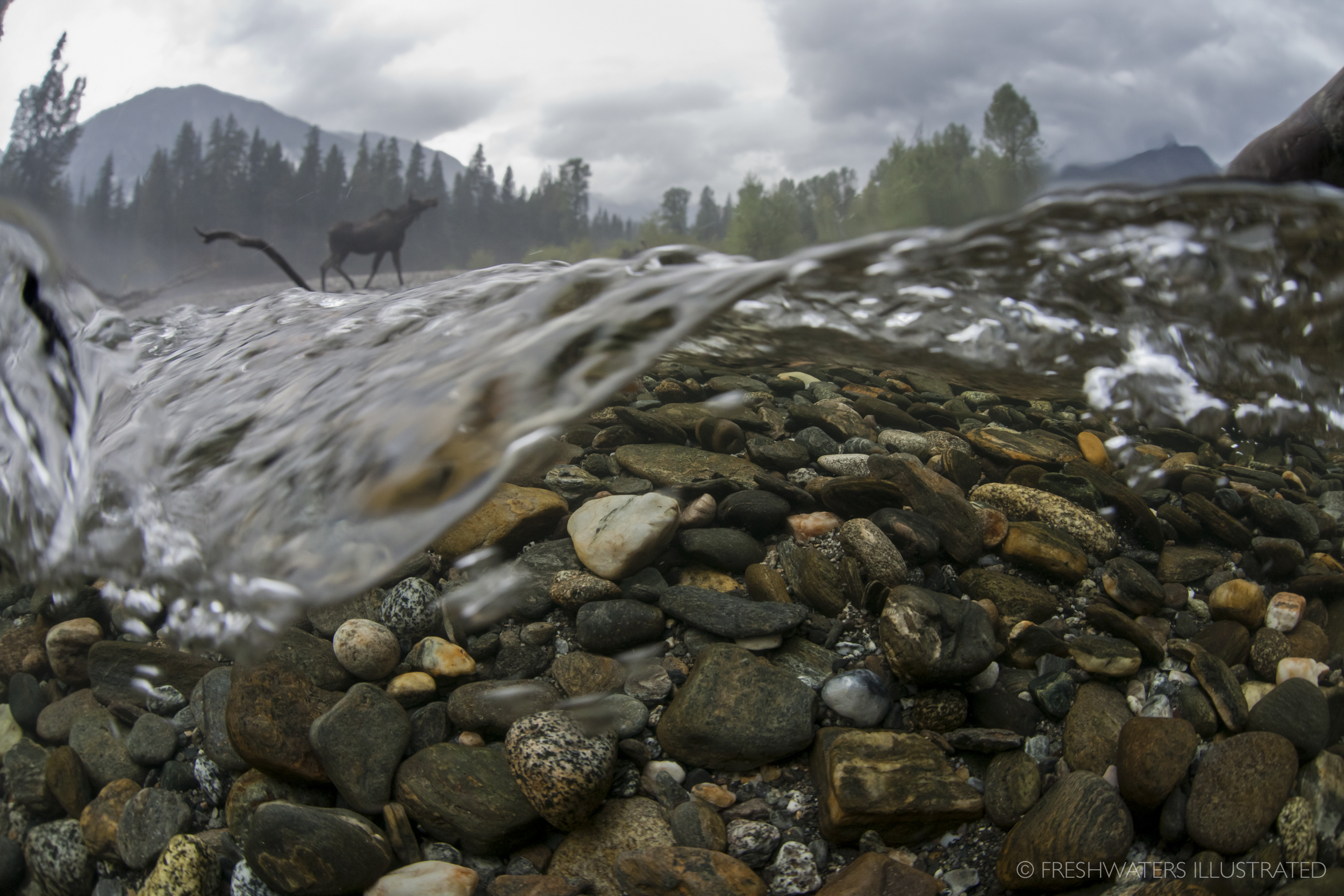  White River, Washington  www.FreshwatersIllustrated.org  