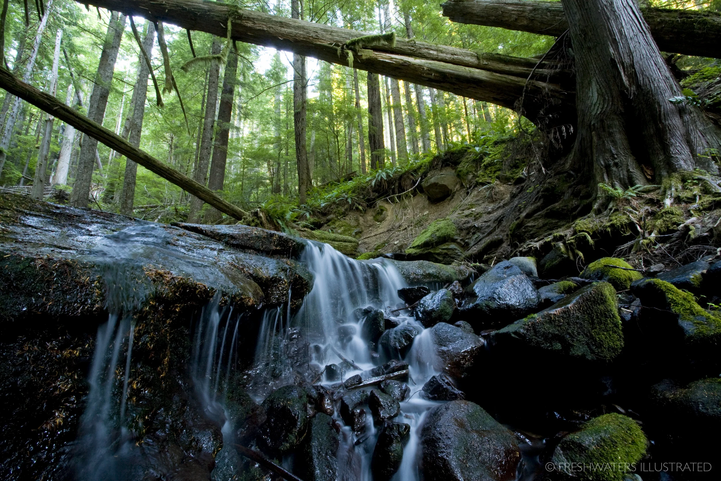 Headwater stream coast range, Oregon
