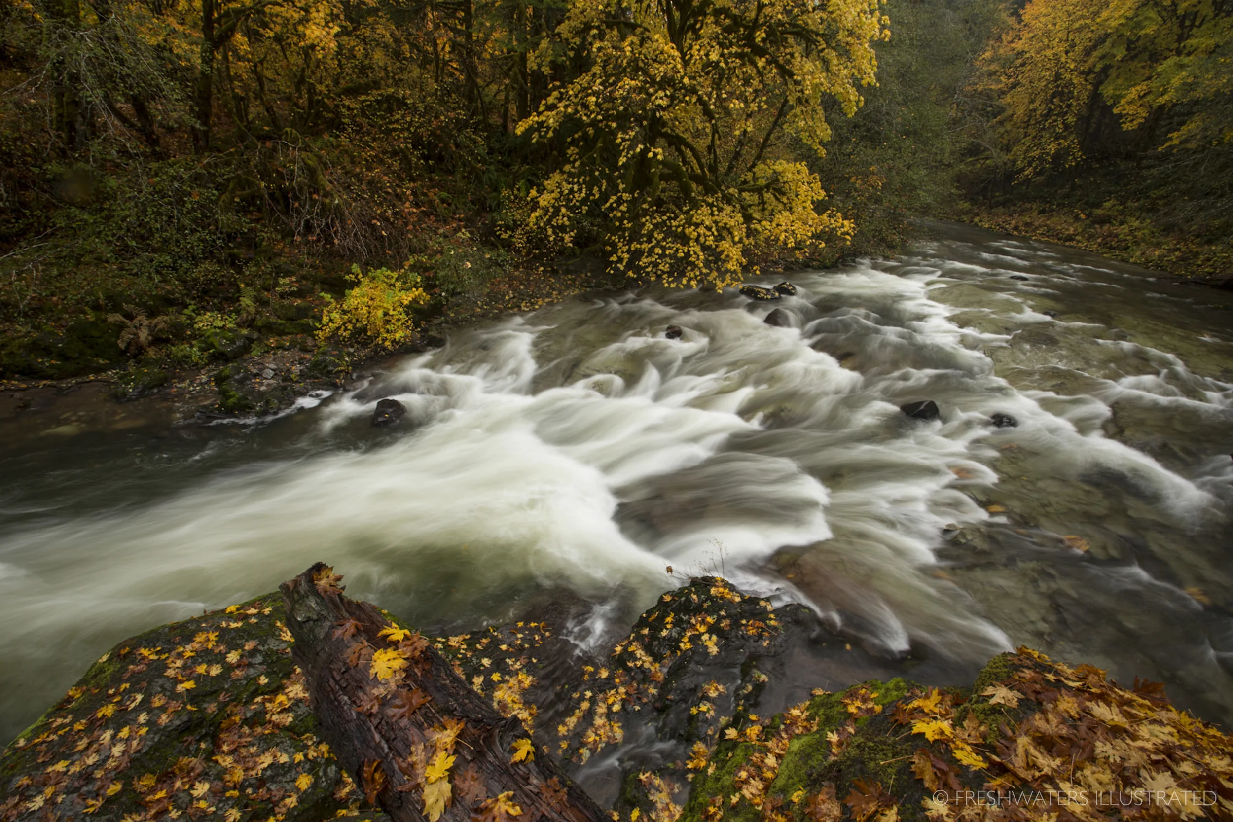 South Santiam River, Oregon www.FreshwatersIllustrated.org