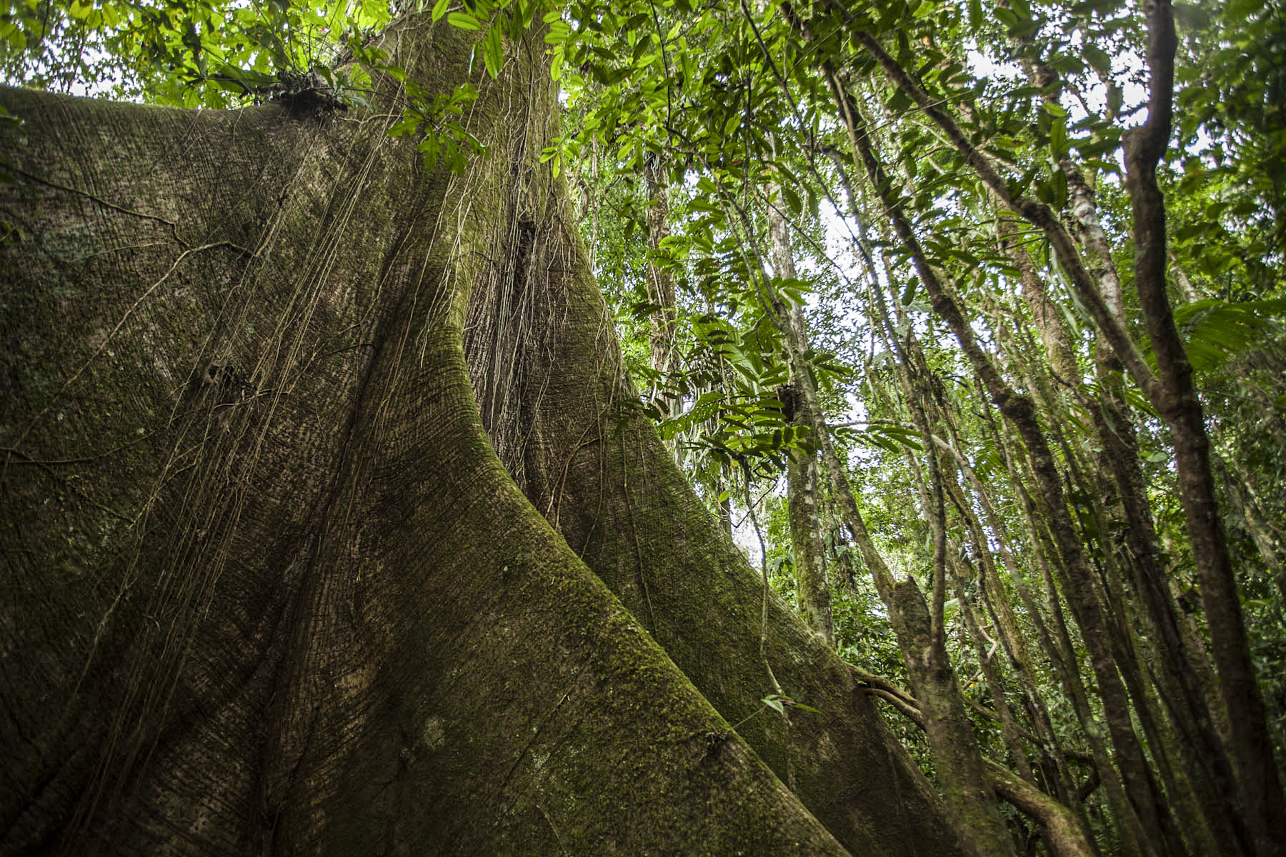  Yasuni National Park, Ecuador 