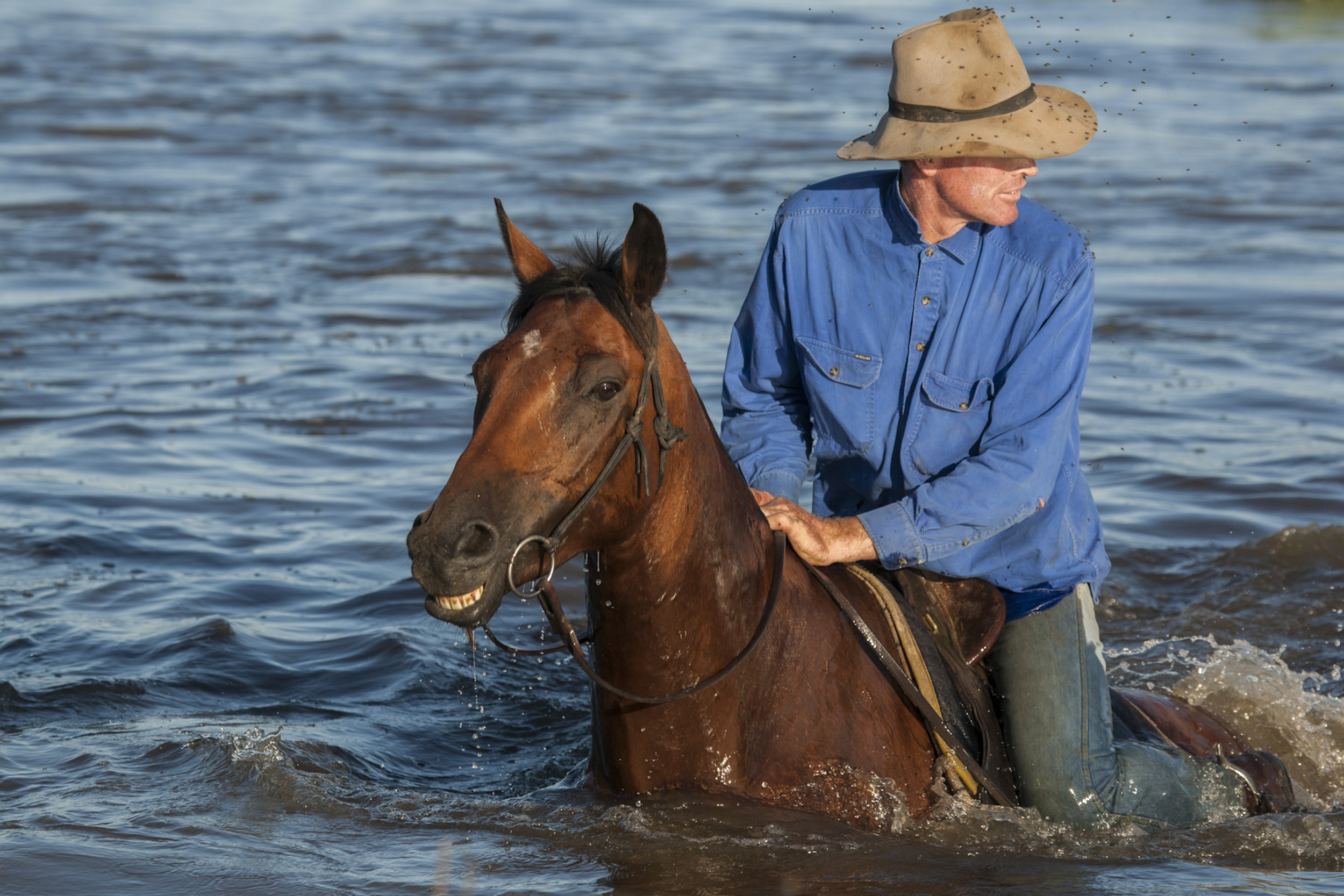  Garry Hall, Chairman of the Macquarie Marshes Environmental Landholders Association, crosses a river while herding his cattle. Macquarie Marshes, Australia 
