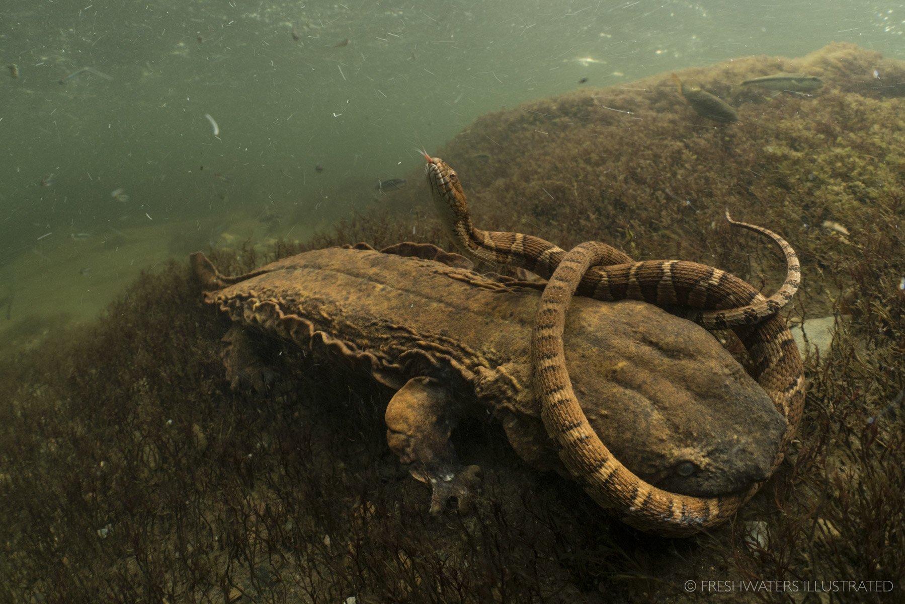  A Hellbender (Cryptobranchus alleganiensis) attempts to eat a Northern water snake. Tennessee  www.FreshwatersIllustrated.org  