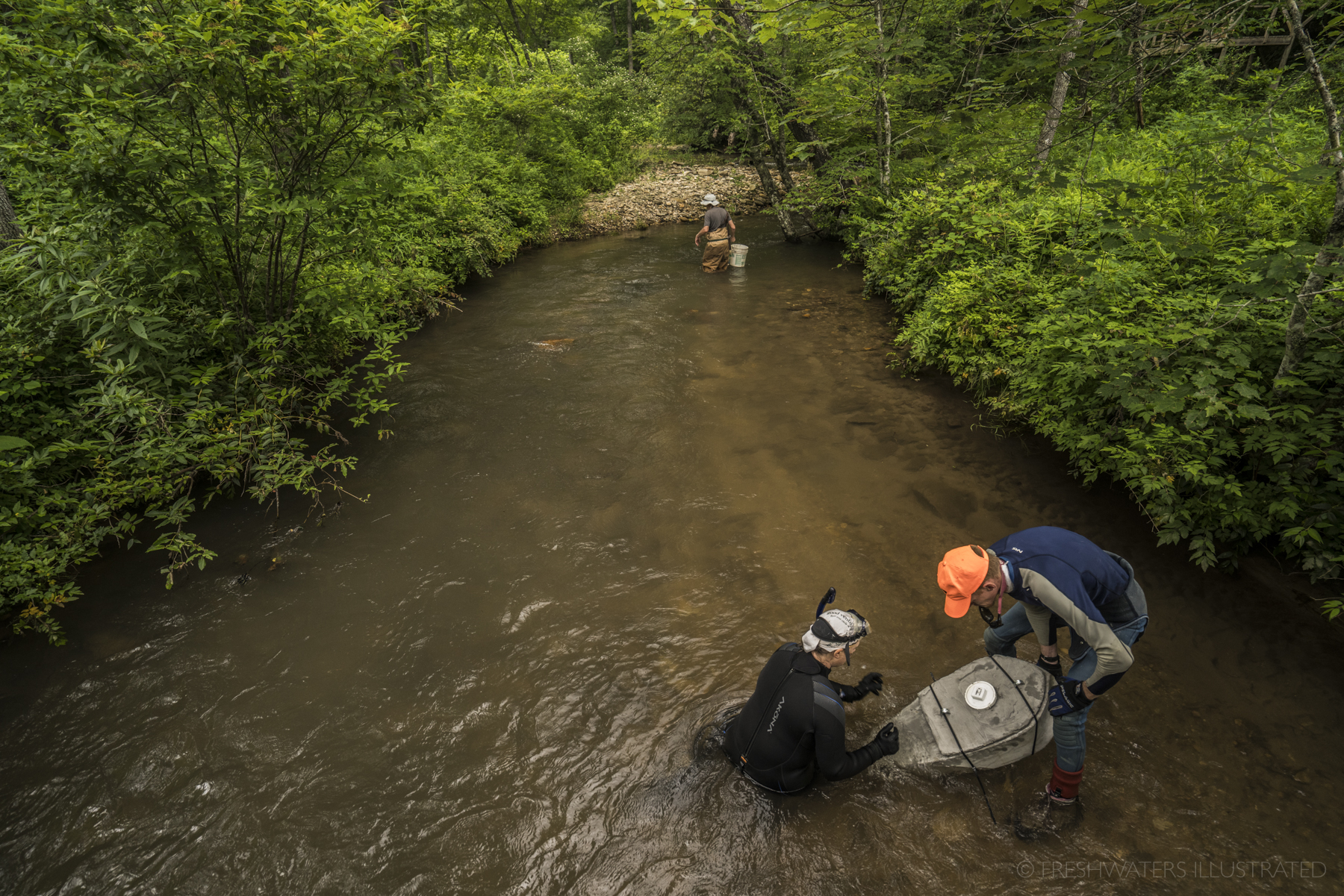  Biologists with the North Carolina Wildlife Resources Commission install Hellbender breeding boxes in a stream where the habitat has been degraded. These boxes provide hellbenders a place to lay eggs in rivers that may have to much sediment. North C