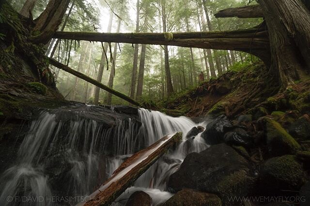 Cascading through the wild temperate rainforests of Oregon&rsquo;s Coast Range, numerous small headwater environments feed the regions larger creeks and rivers. Yet, these small fish-less waterways, which provide clean drinking water and important ha