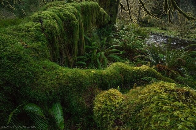 Journeying into a land before time, the search to photograph wild steelhead in Western Oregon often takes you into some pretty magical landscapes! Trekking among some of the last remaining old growth stands along the Oregon coast, there is a prehisto