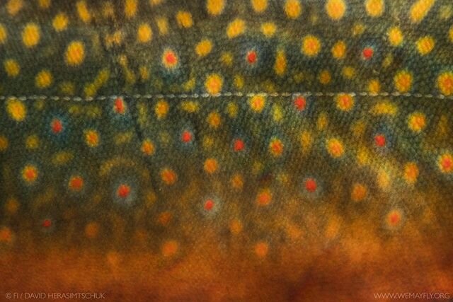 CHAR ART - Few in the fish world rival the vibrant colors of a male brook trout. The painting of patterns and colors that glow from these beautiful char are just one of the many reasons why protecting these fish and the waters they inhabit is so impo