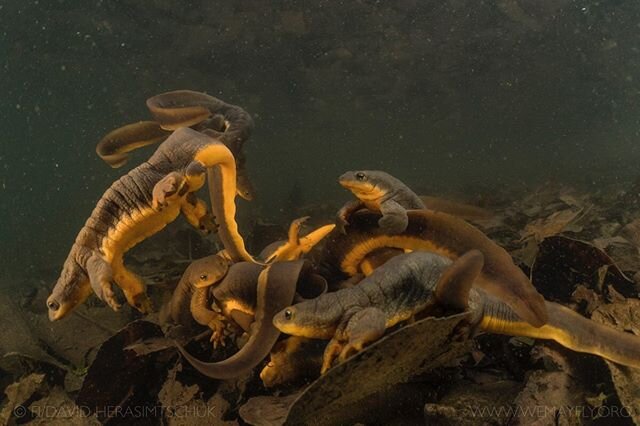 An awkward wrinkly orb of squirming rough-skinned newts work to accomplish the next generation in a tributary to Oregon's Willamette River. These comical little guys are always great to see in such large numbers. Along with salamanders, newts play a 