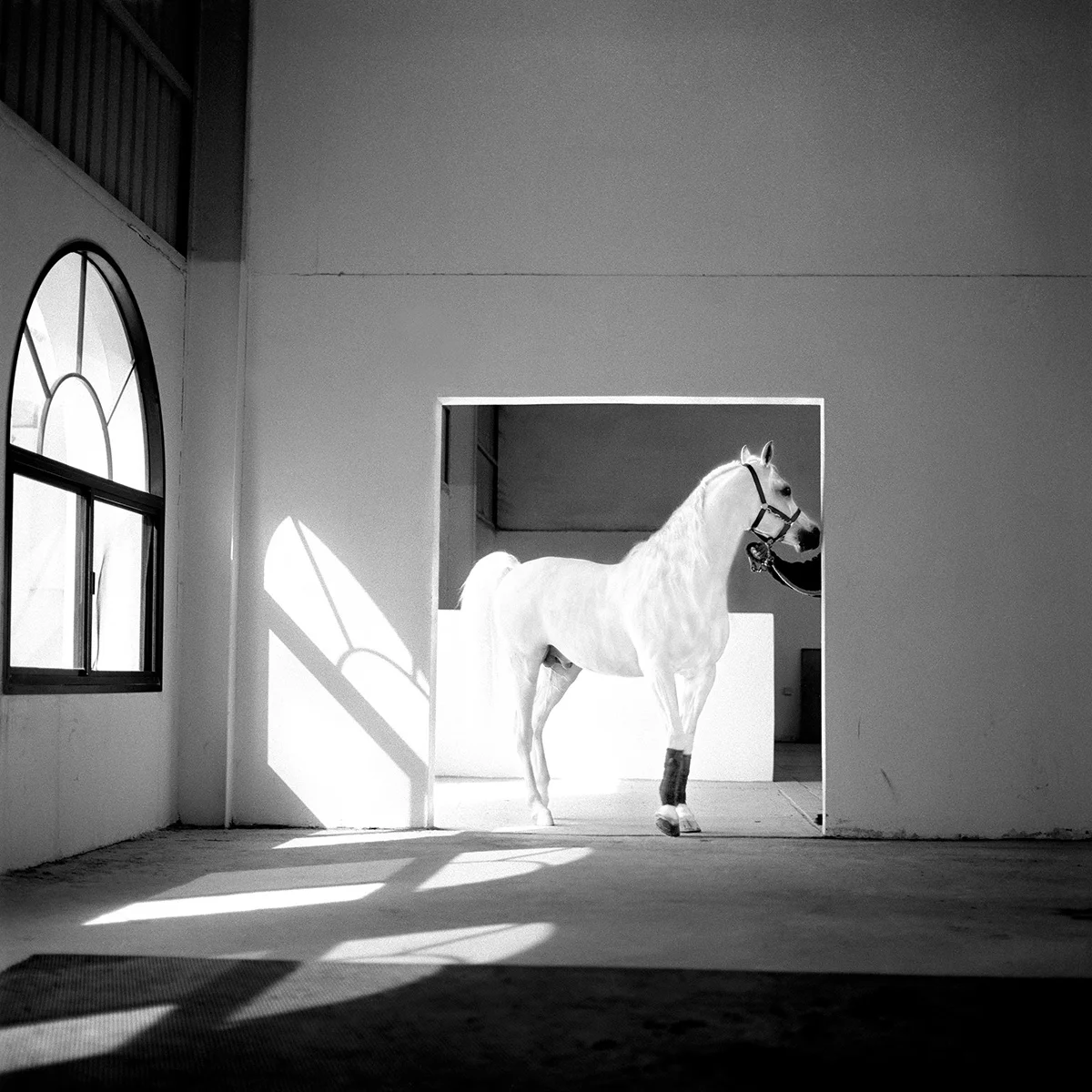 the-horse-meets-light-qatar-2003-photo-morten-krogvold.jpg