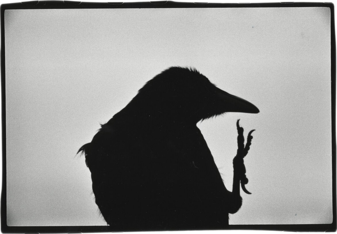 Fotografen Masahisa Fukases serie The solitude of ravens | Julekalender |  Fotograf Morten Krogvold