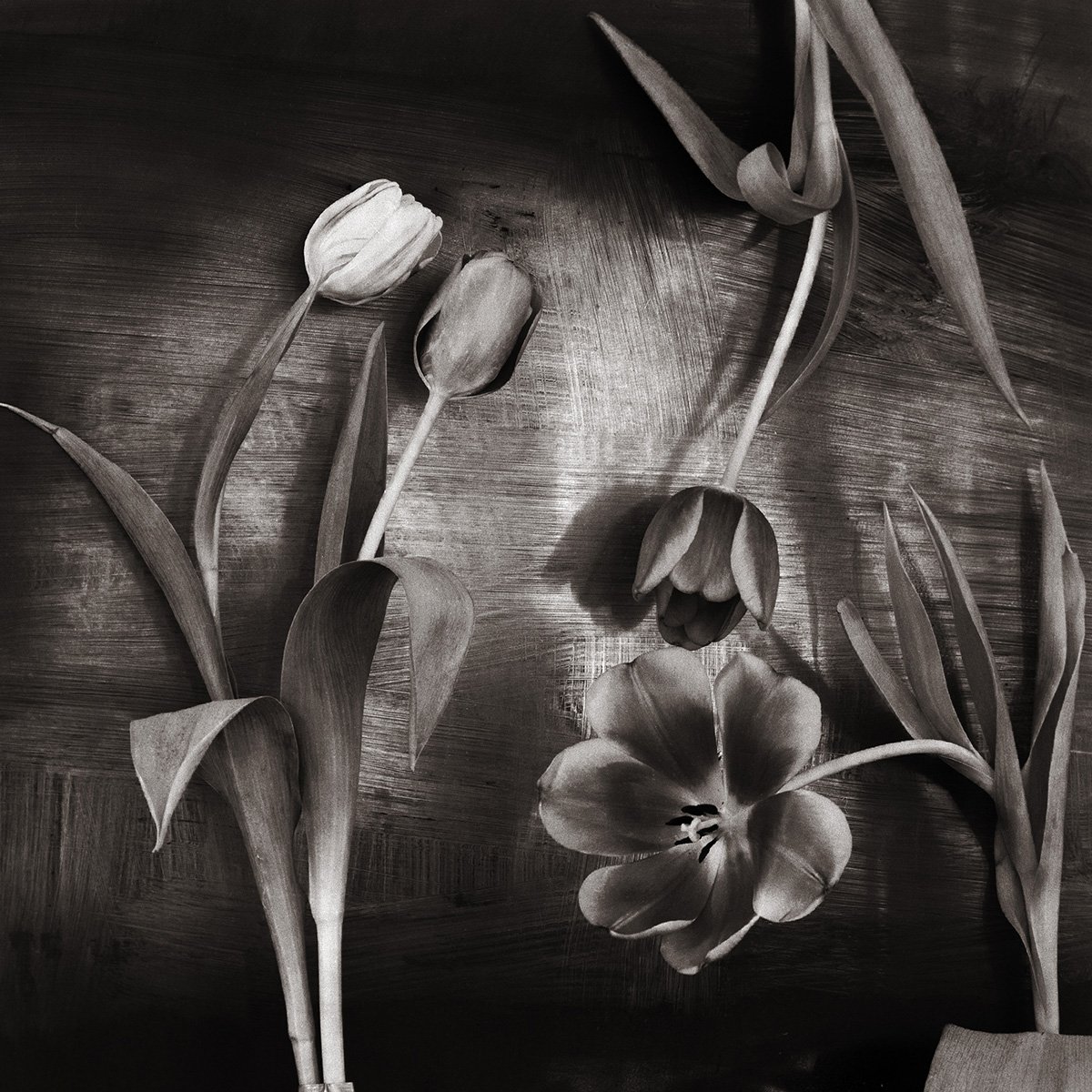 tulipanvariasjoner-1-3-foto-tore-lund-blindheim.jpg