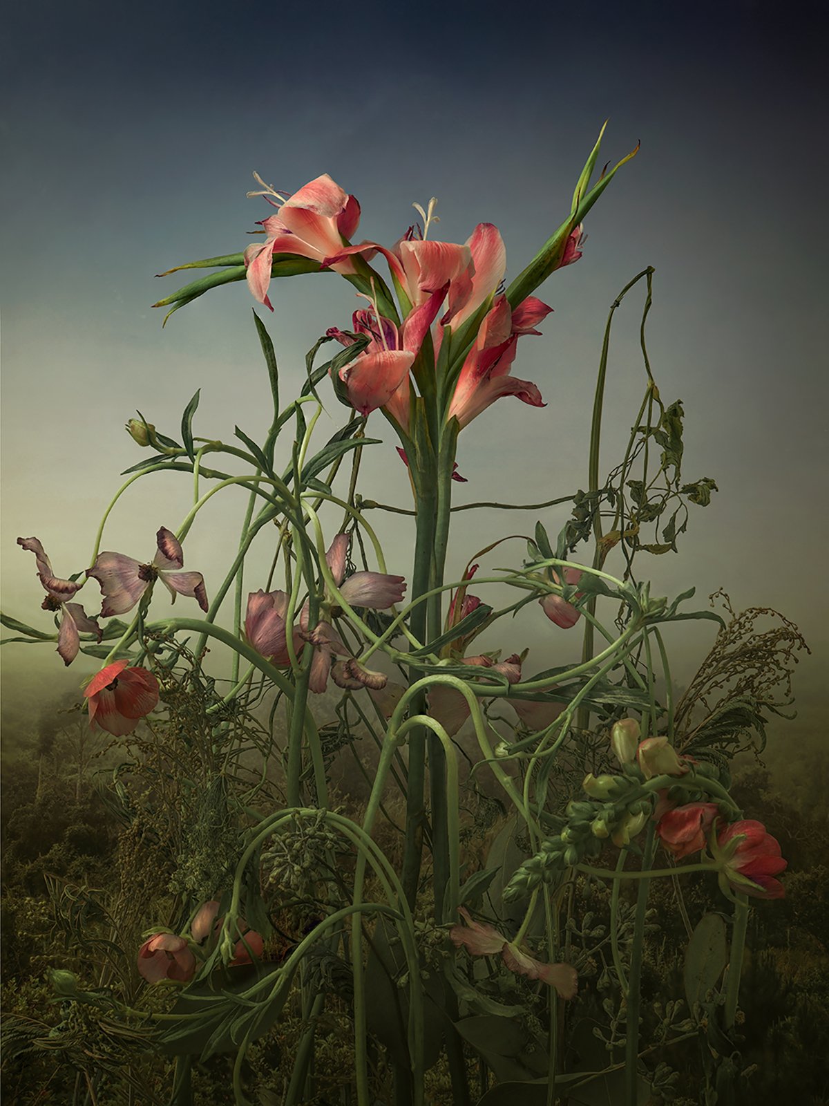 Gladiolus. Foto: Tine Poppe.